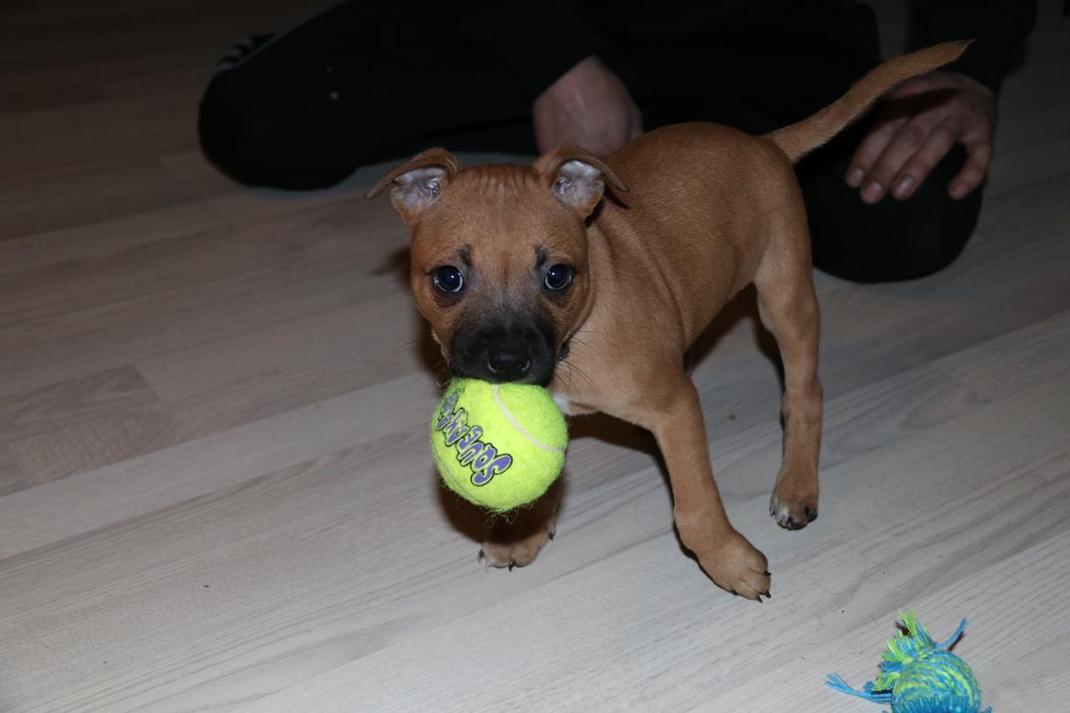 Staffordshire bull terrier Vega billede 6