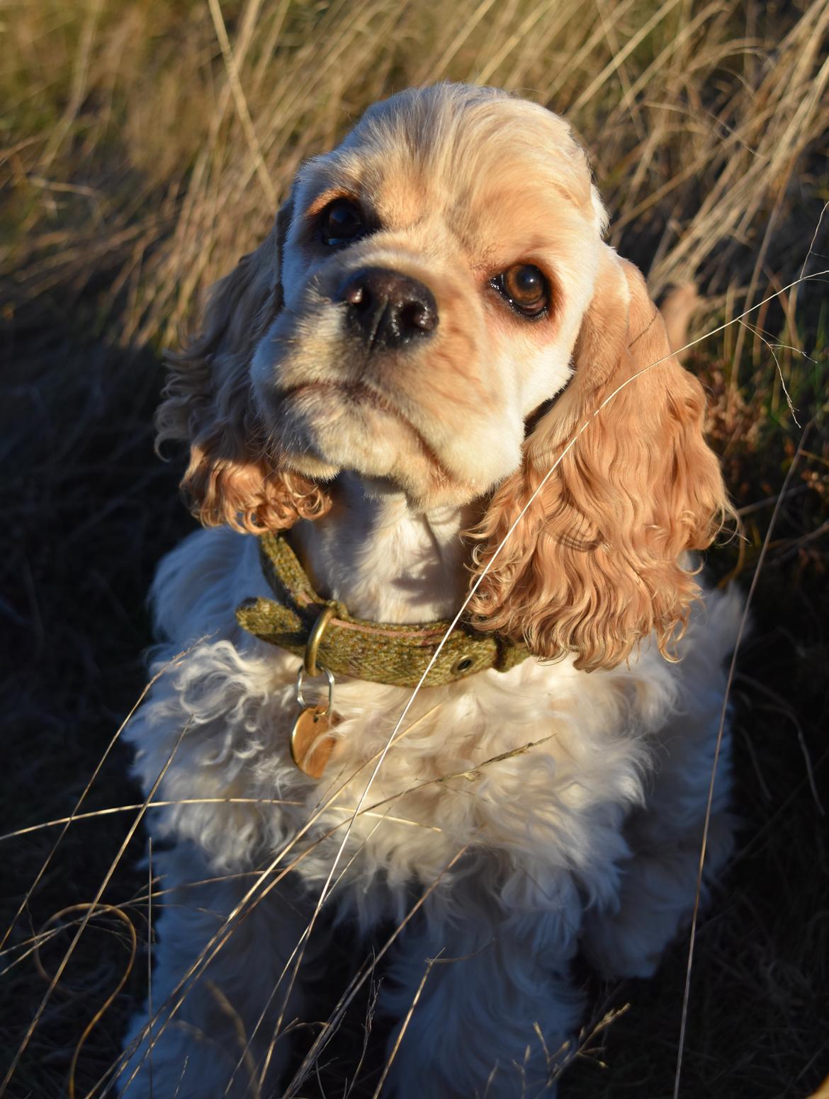 Amerikansk cocker spaniel Viggo Pedersen  billede 22