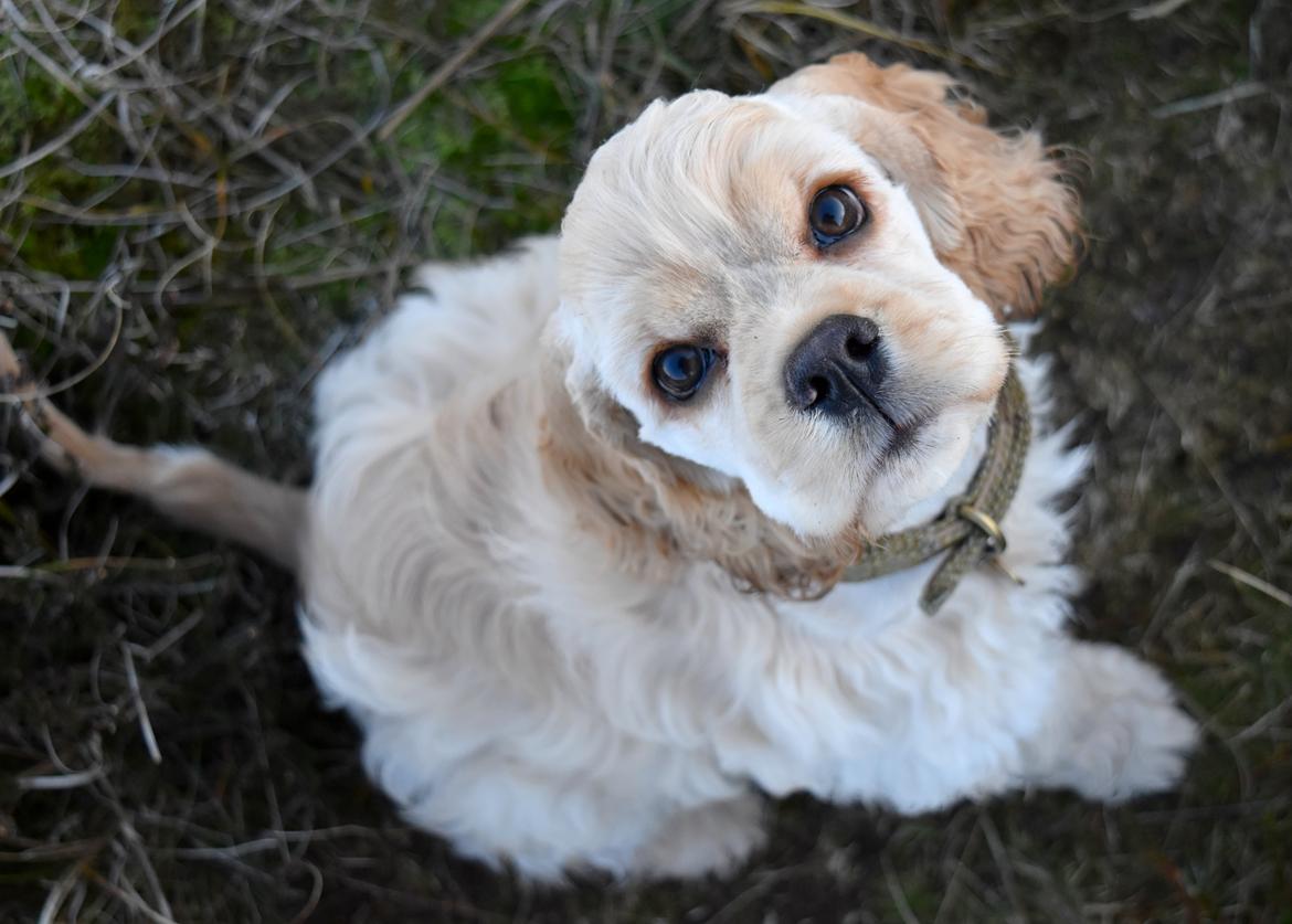 Amerikansk cocker spaniel Viggo Pedersen  billede 21