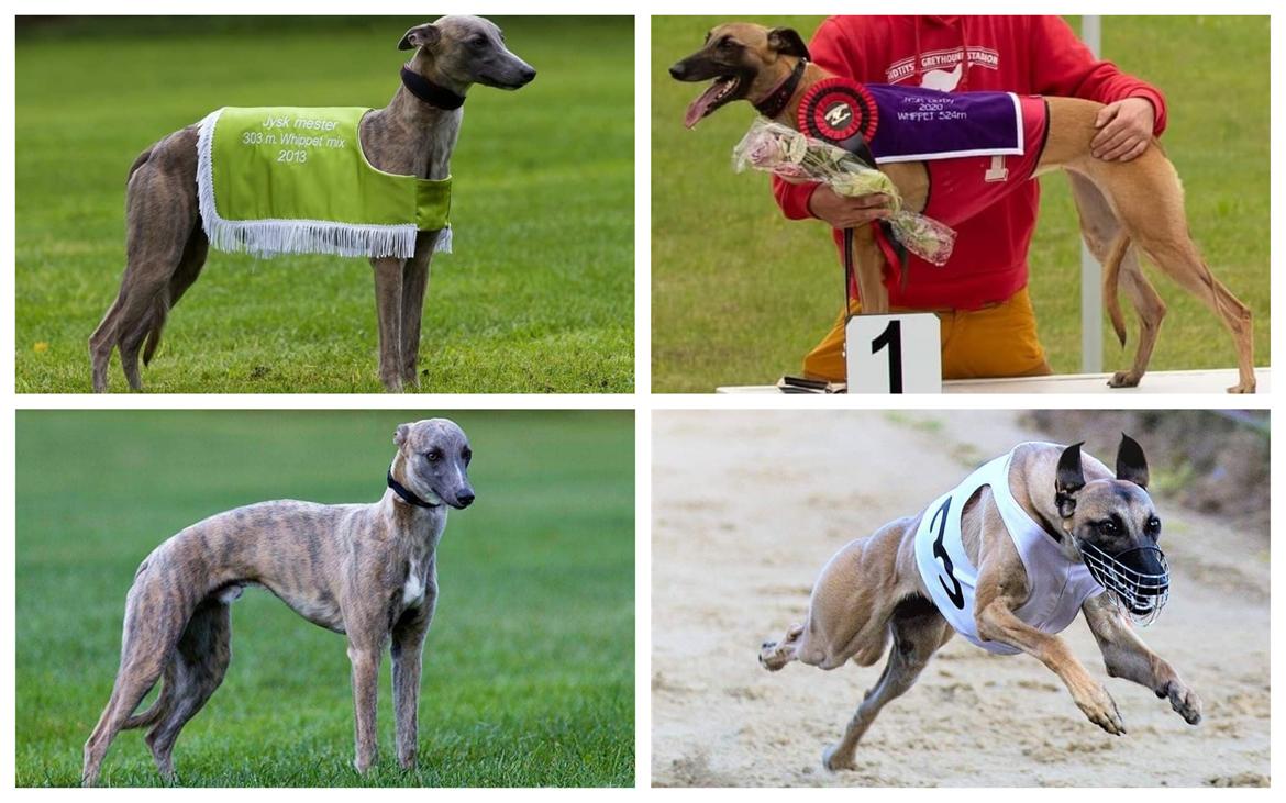 Whippet MeepMeep - Far Max og mor Saga billede 9