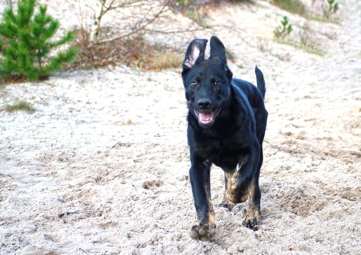 Blanding af racer Kalle billede 2