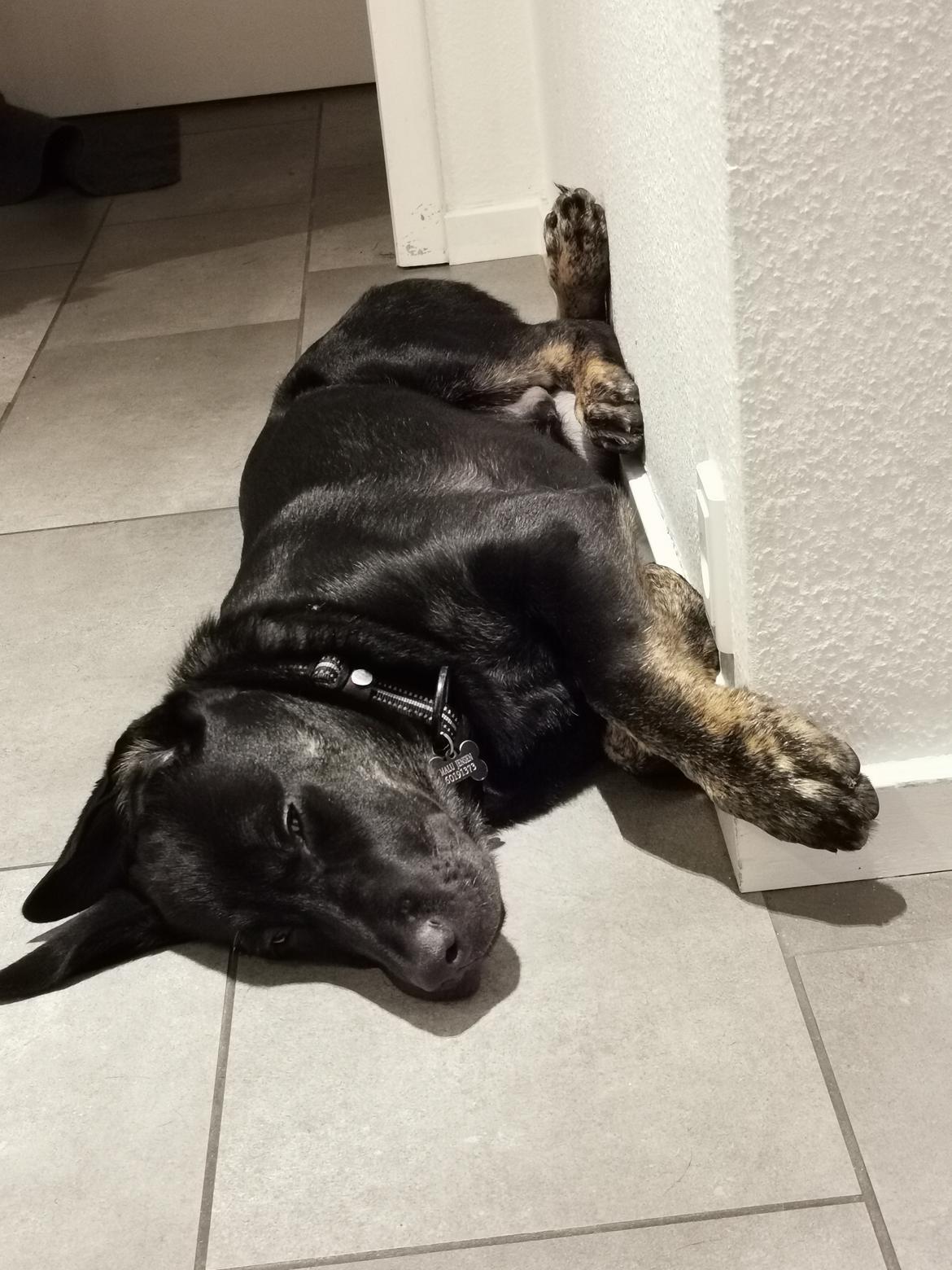 Blanding af racer Kalle billede 1