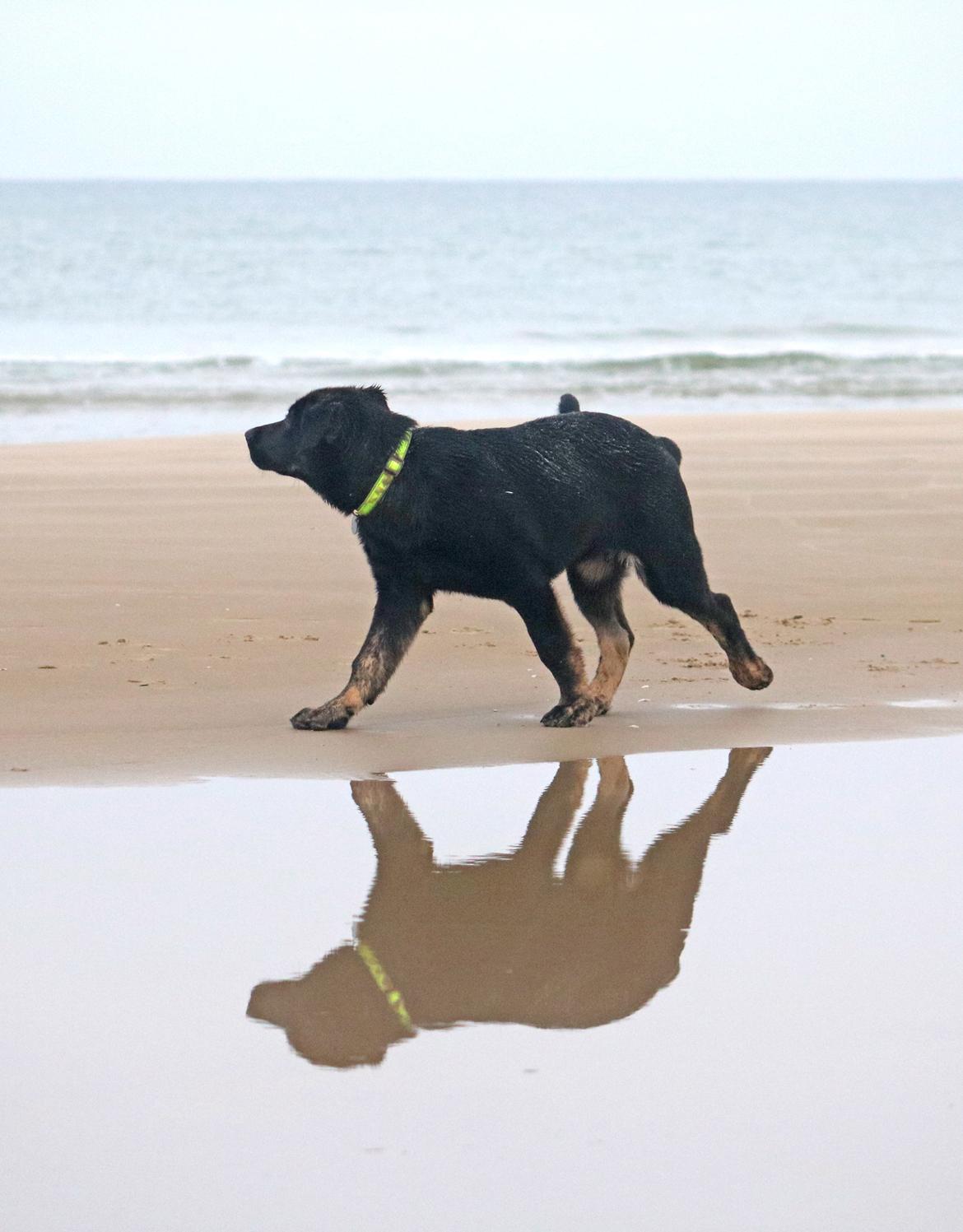 Blanding af racer Kalle billede 3