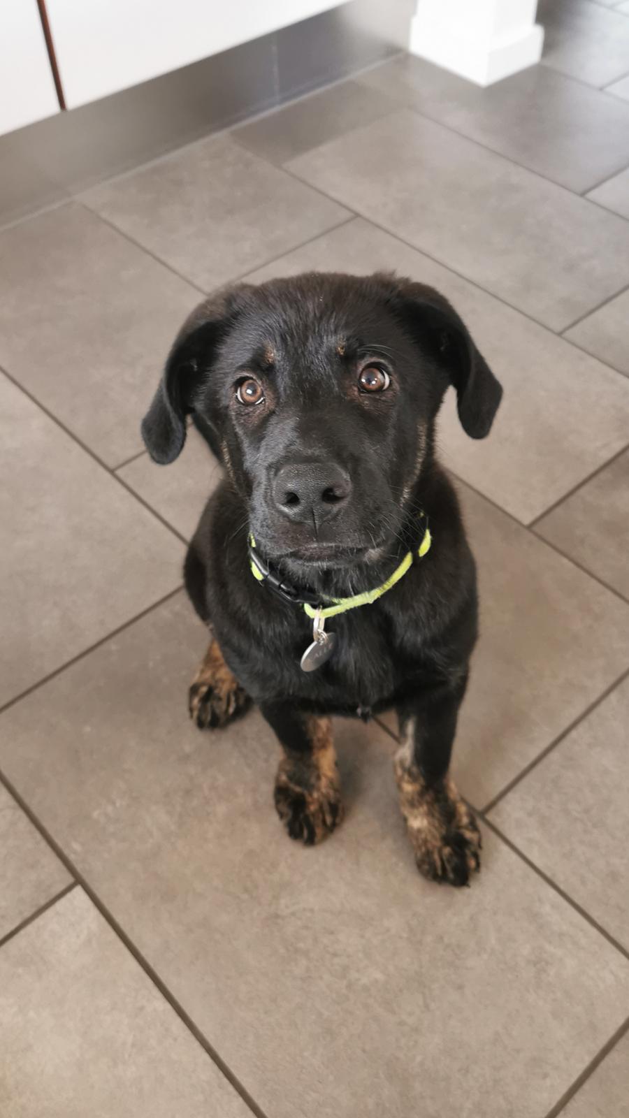 Blanding af racer Kalle billede 5