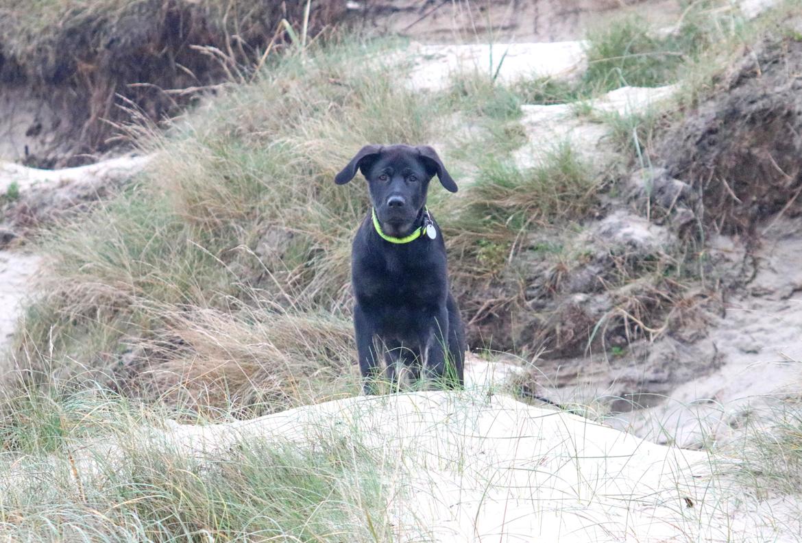 Blanding af racer Kalle billede 4