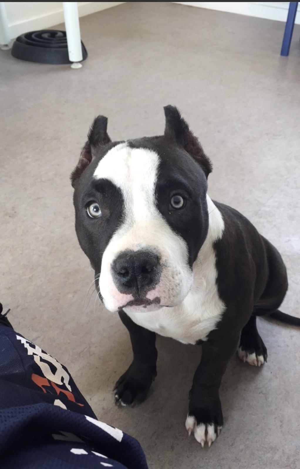 American Bully Hublot billede 1