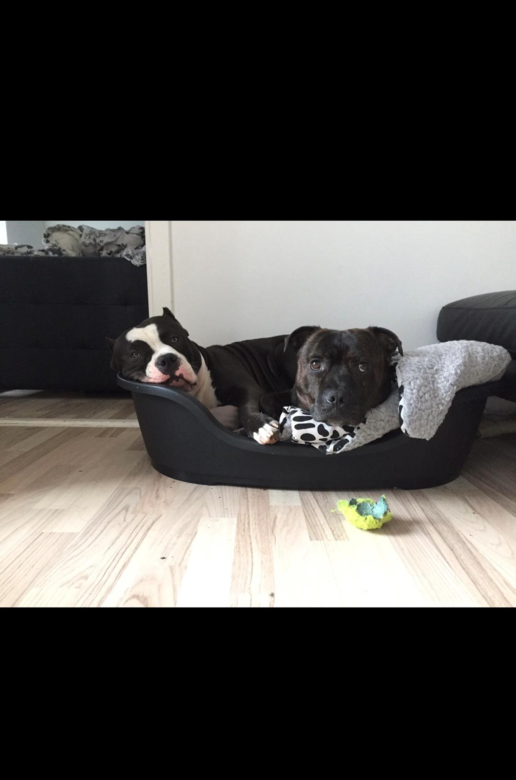 American Bully Hublot billede 3