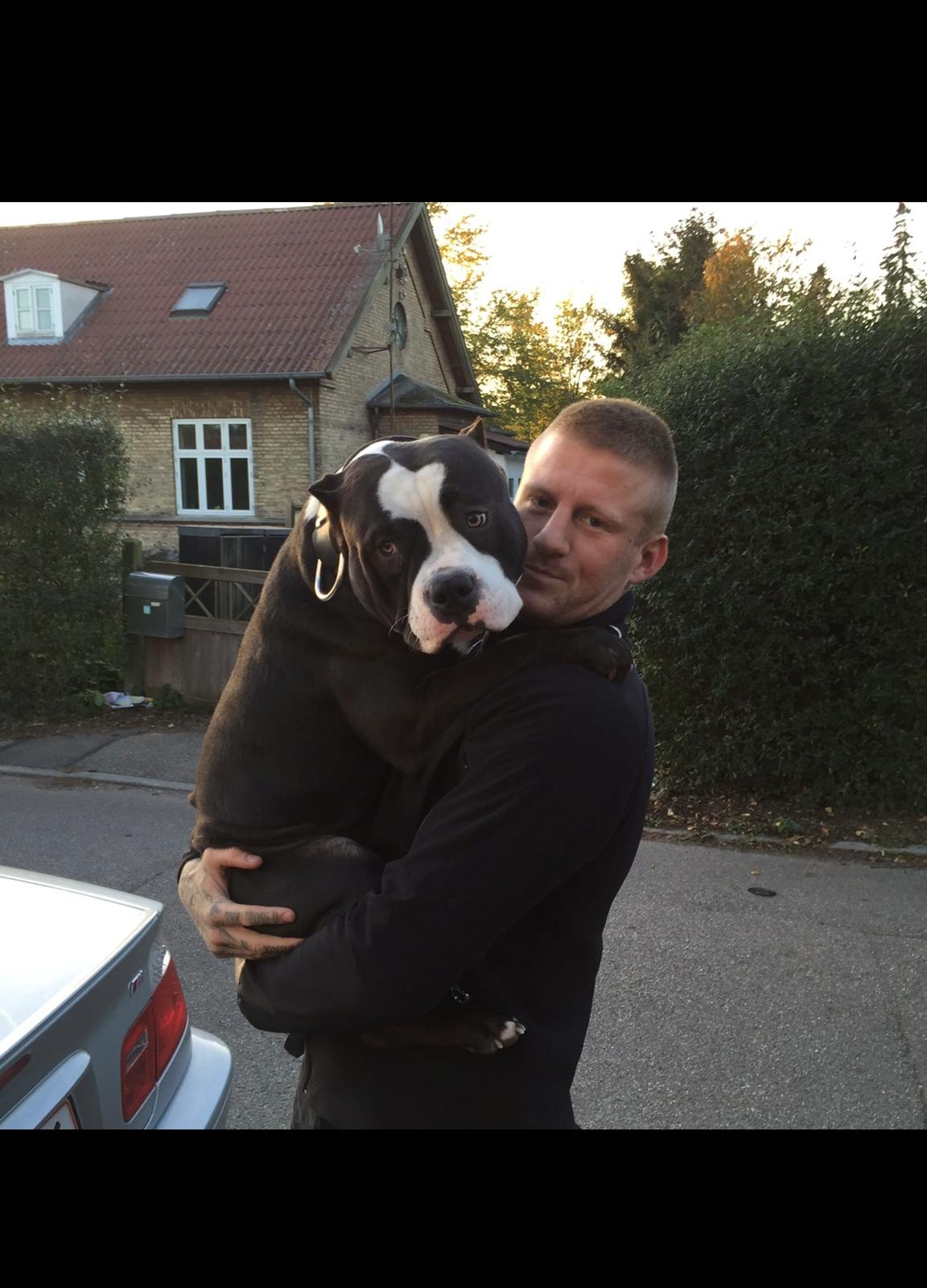 American Bully Hublot billede 2