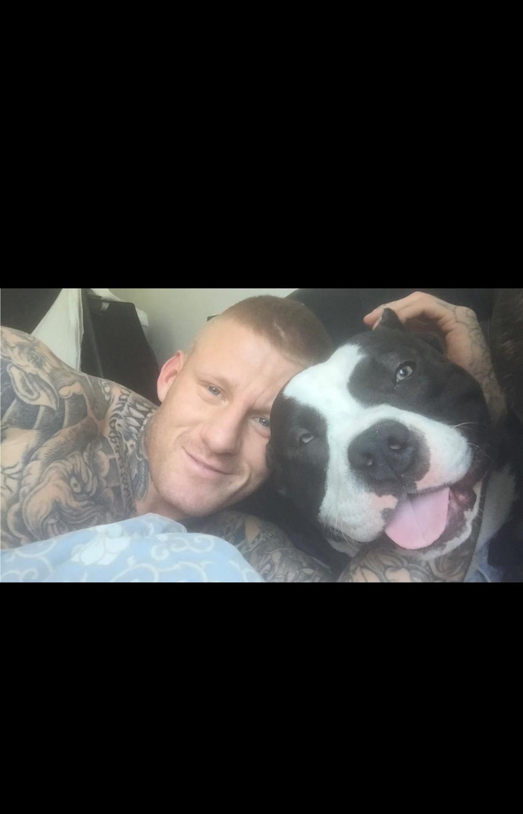 American Bully Hublot billede 4