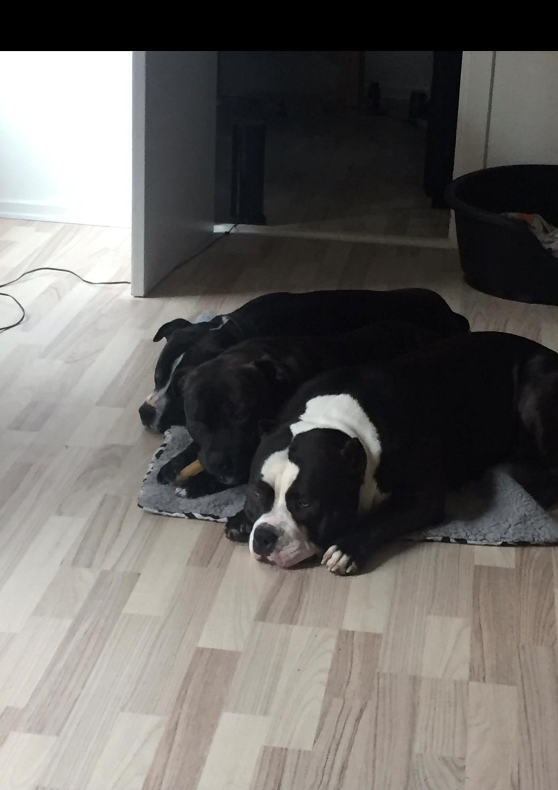 American Bully Hublot billede 5