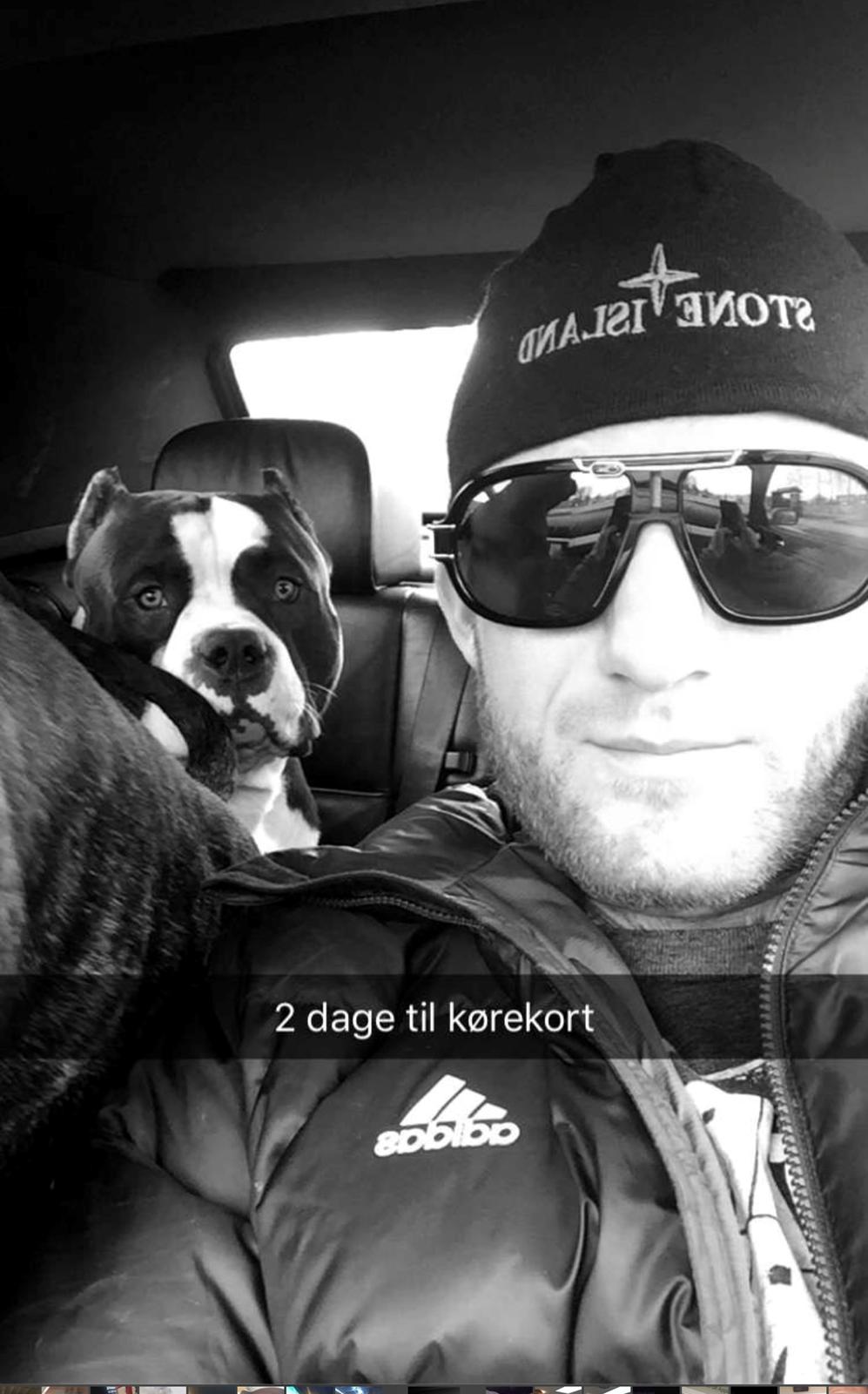 American Bully Hublot billede 6