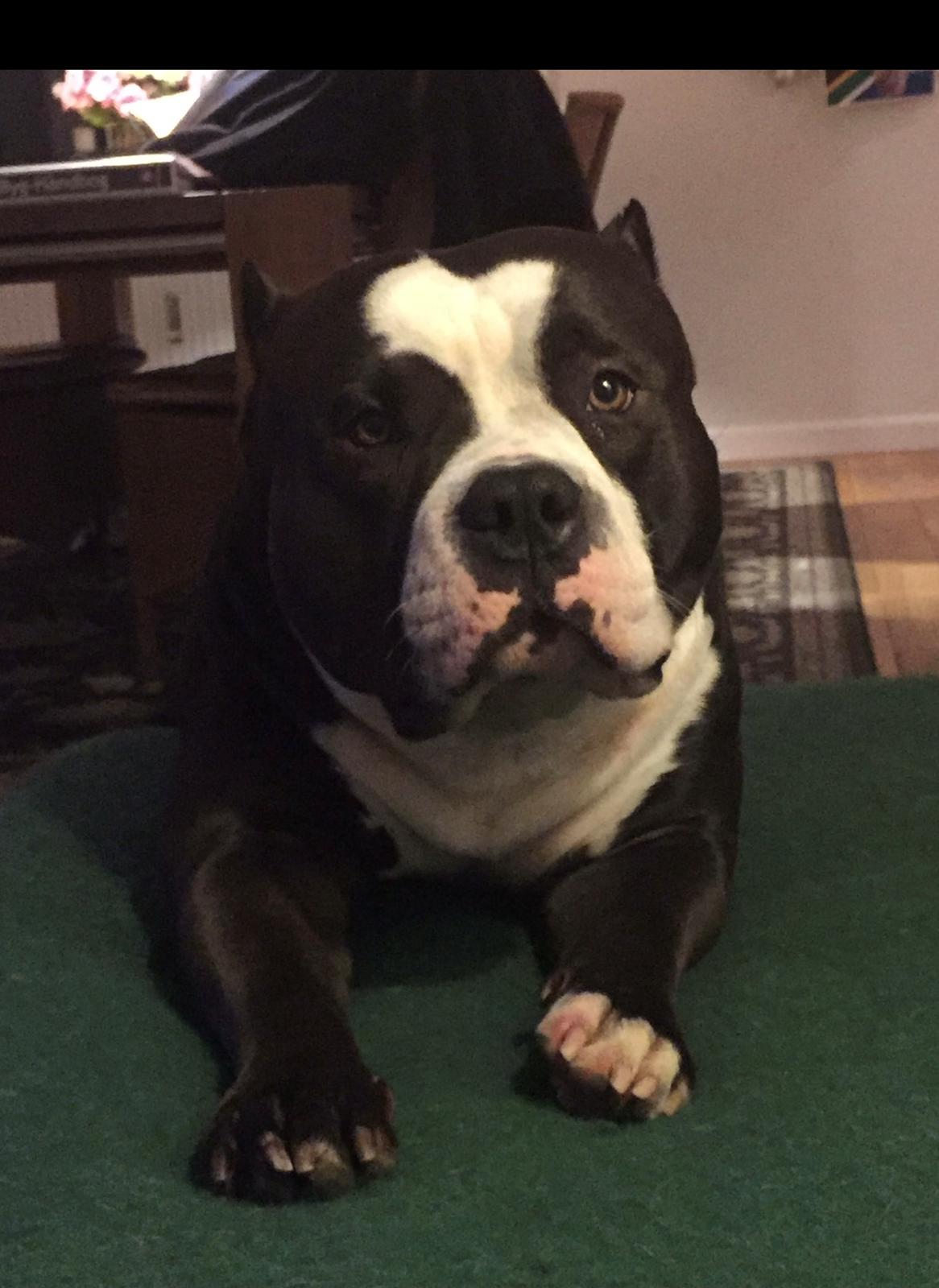 American Bully Hublot billede 7