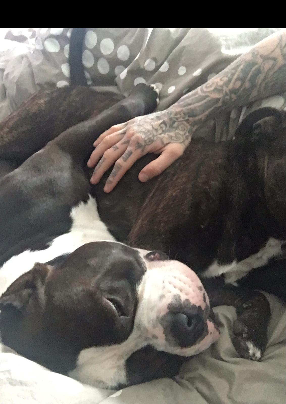 American Bully Hublot billede 8