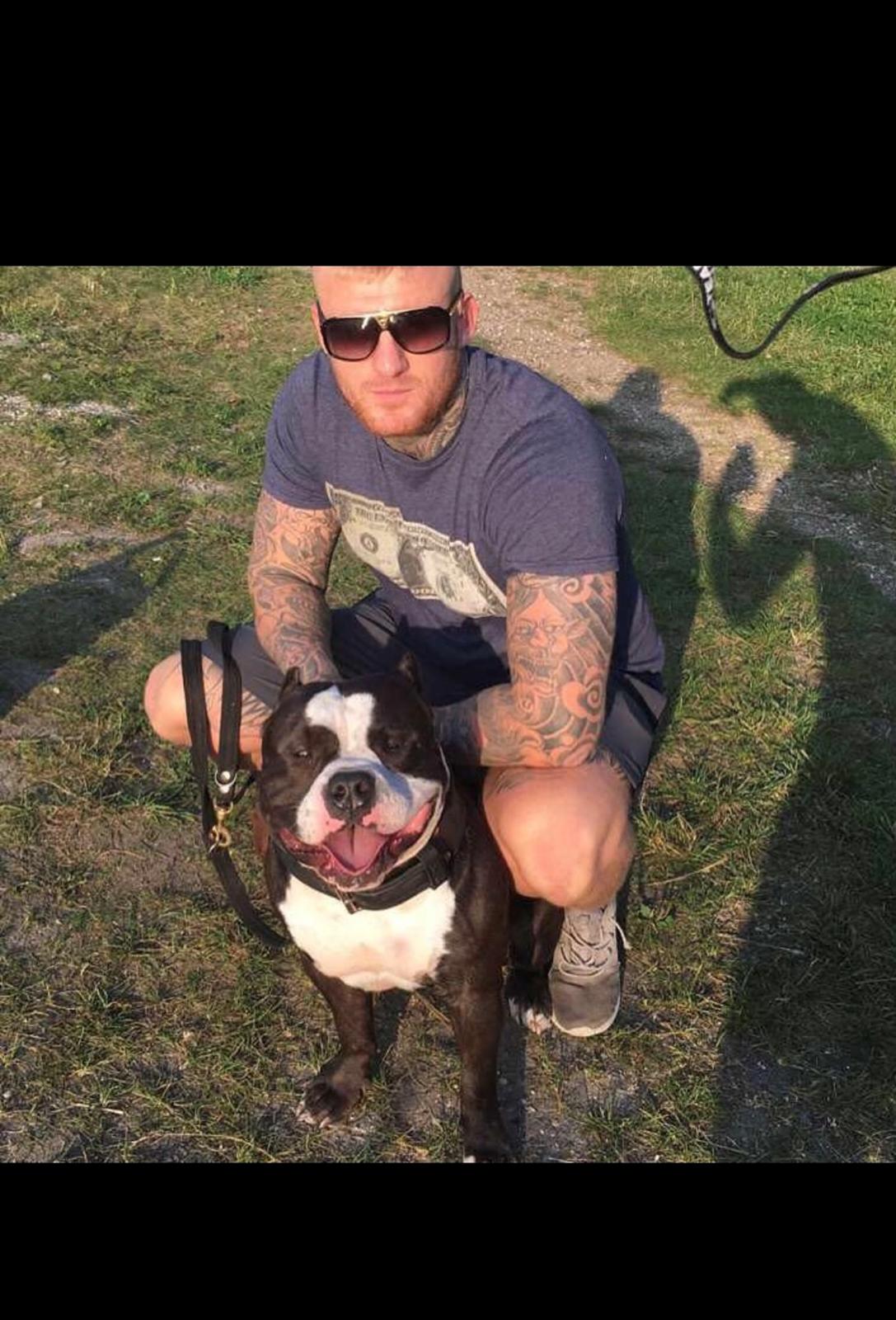 American Bully Hublot billede 9