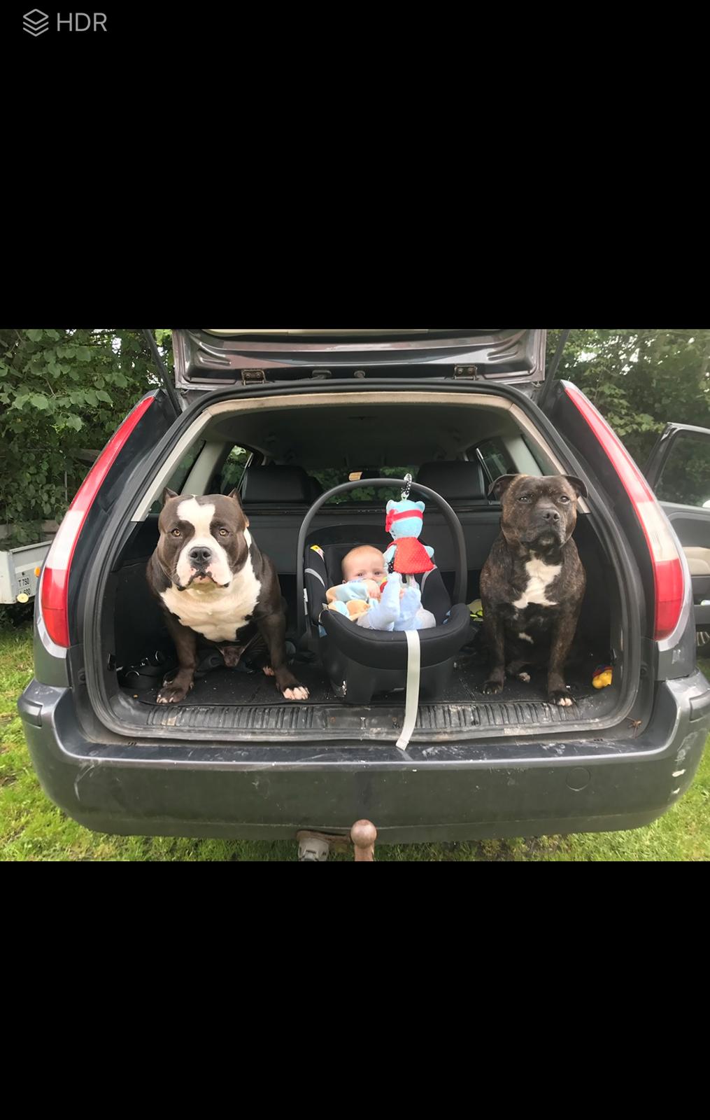 American Bully Hublot billede 10