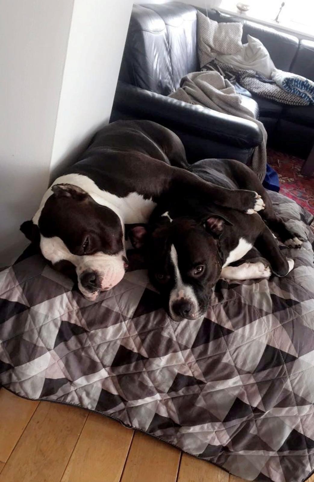 American Bully Hublot billede 11