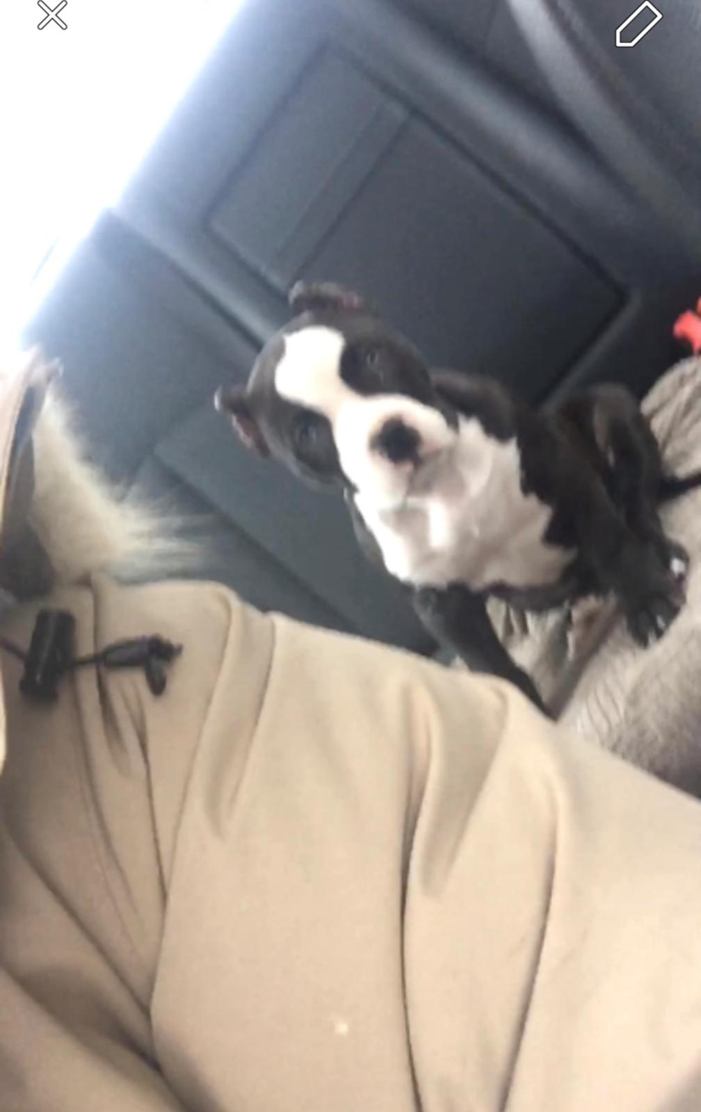 American Bully Hublot billede 12