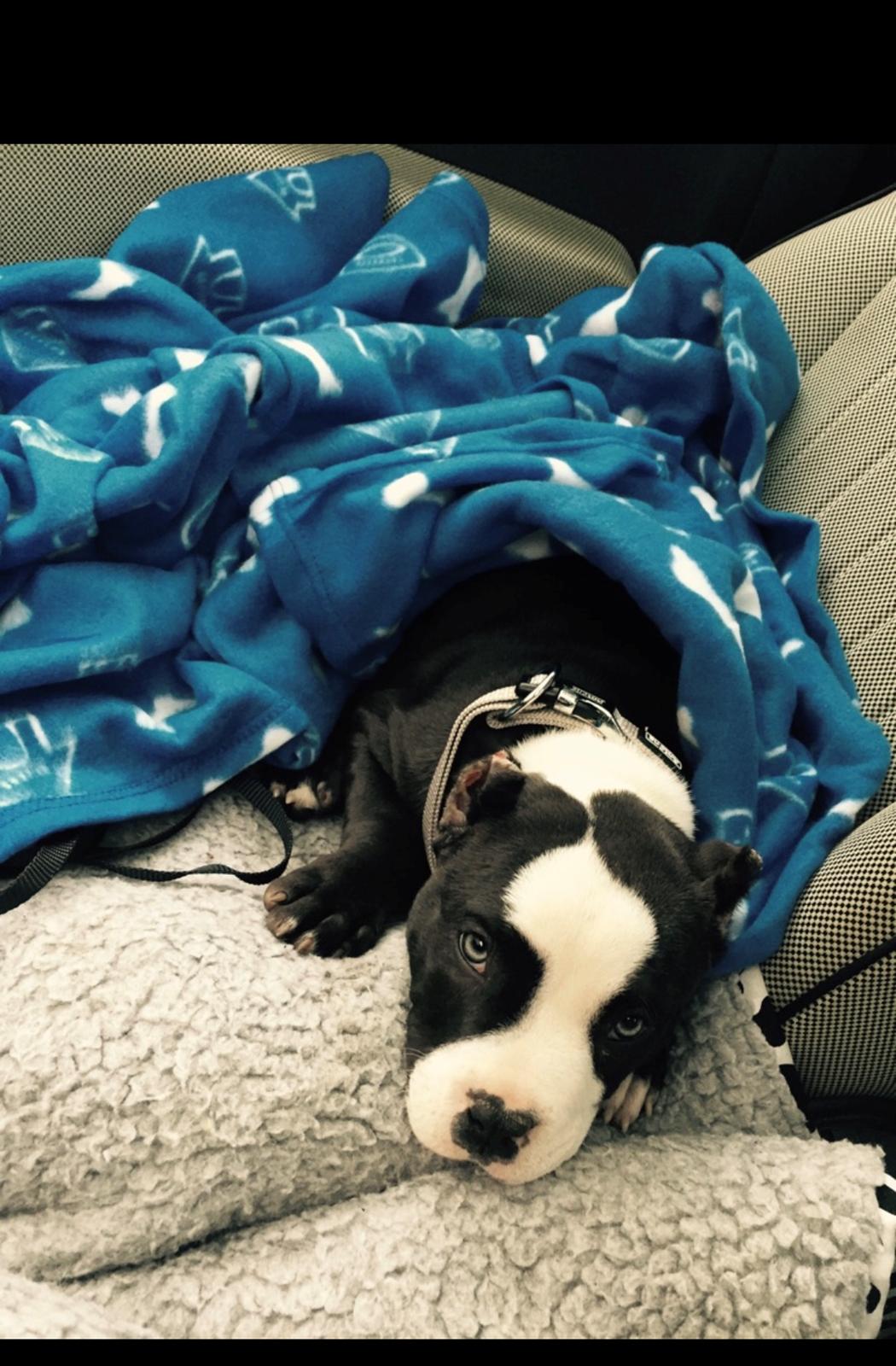 American Bully Hublot billede 14