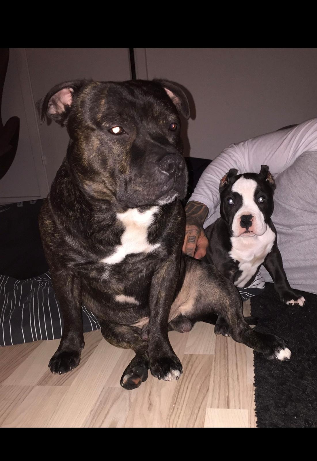 American Bully Hublot billede 15