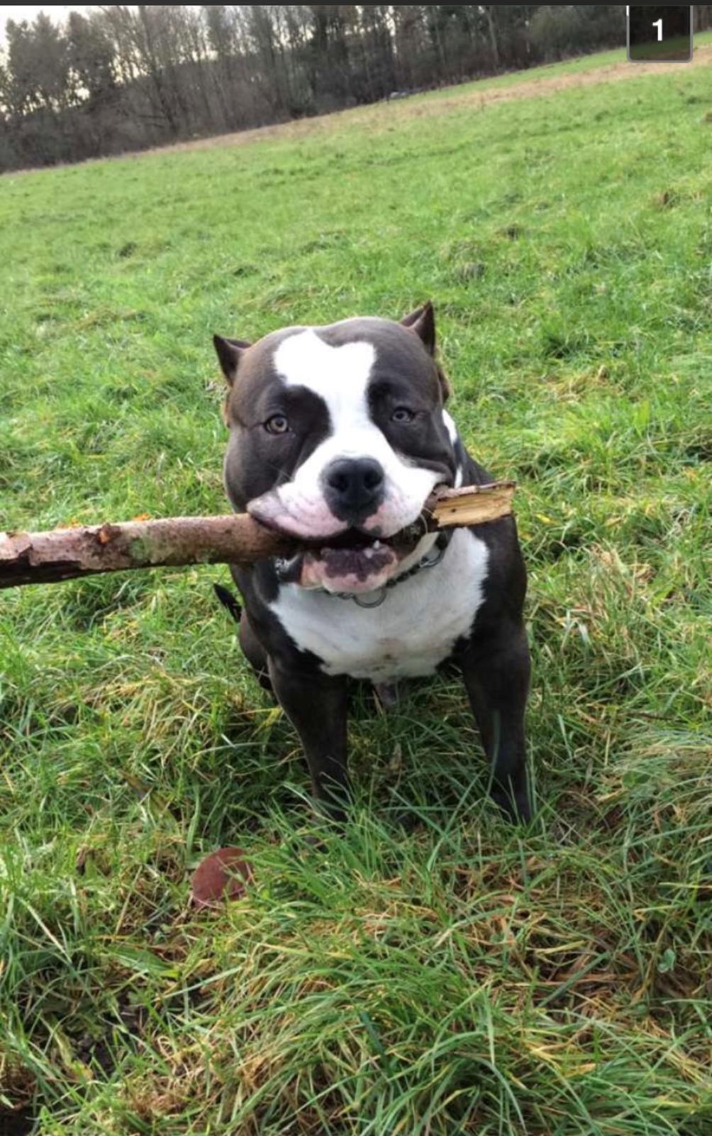 American Bully Hublot billede 16