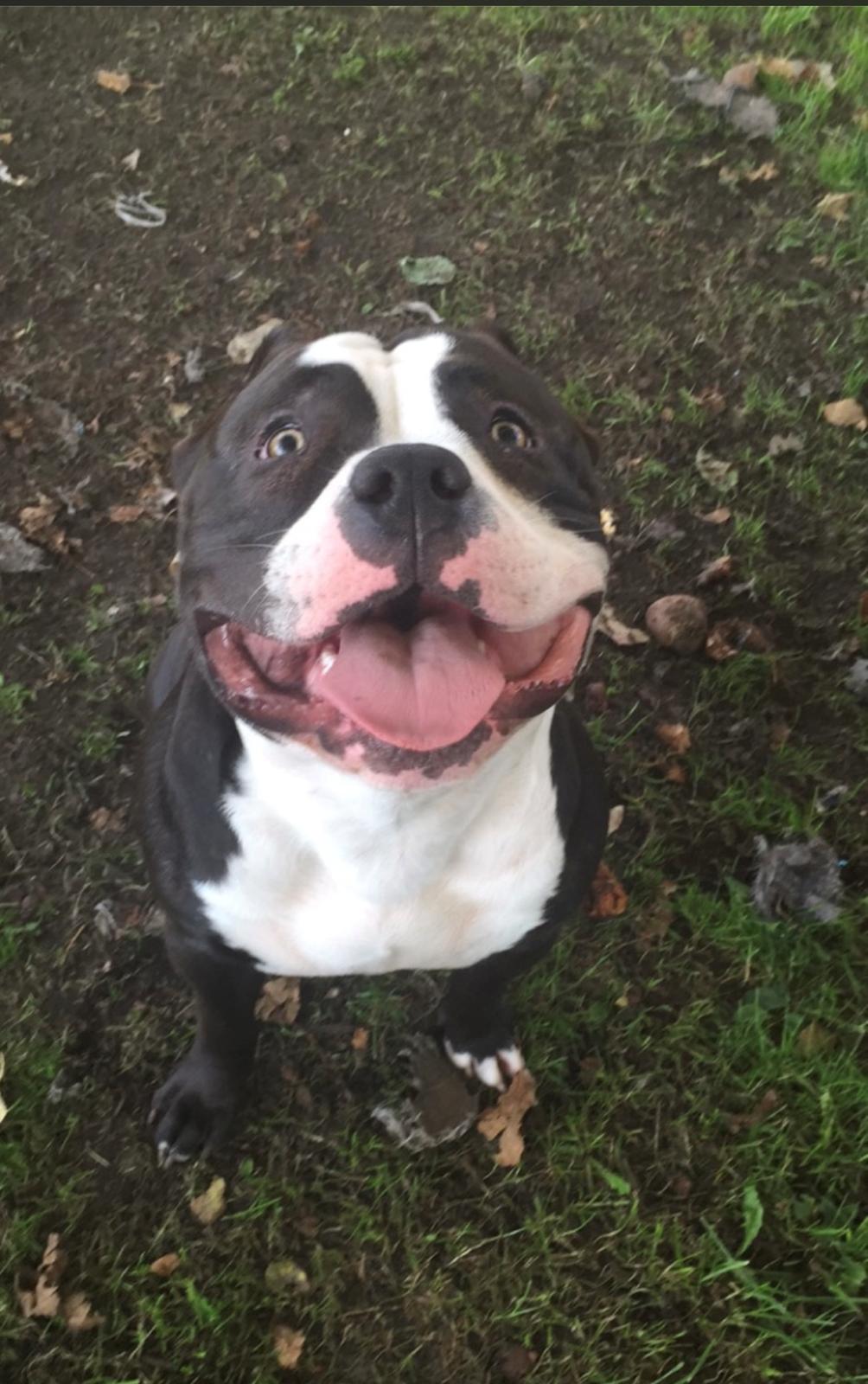 American Bully Hublot billede 17