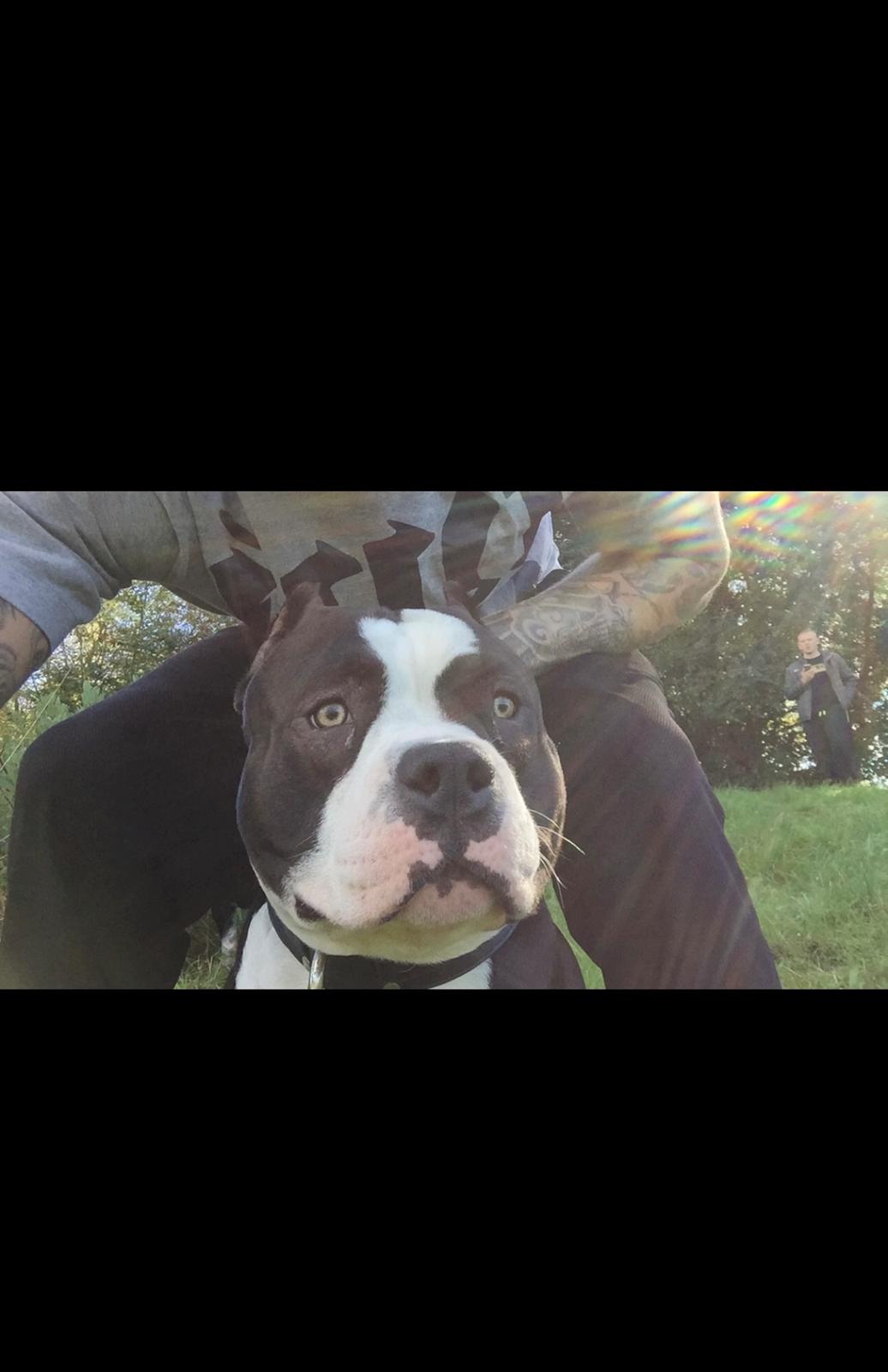 American Bully Hublot billede 18