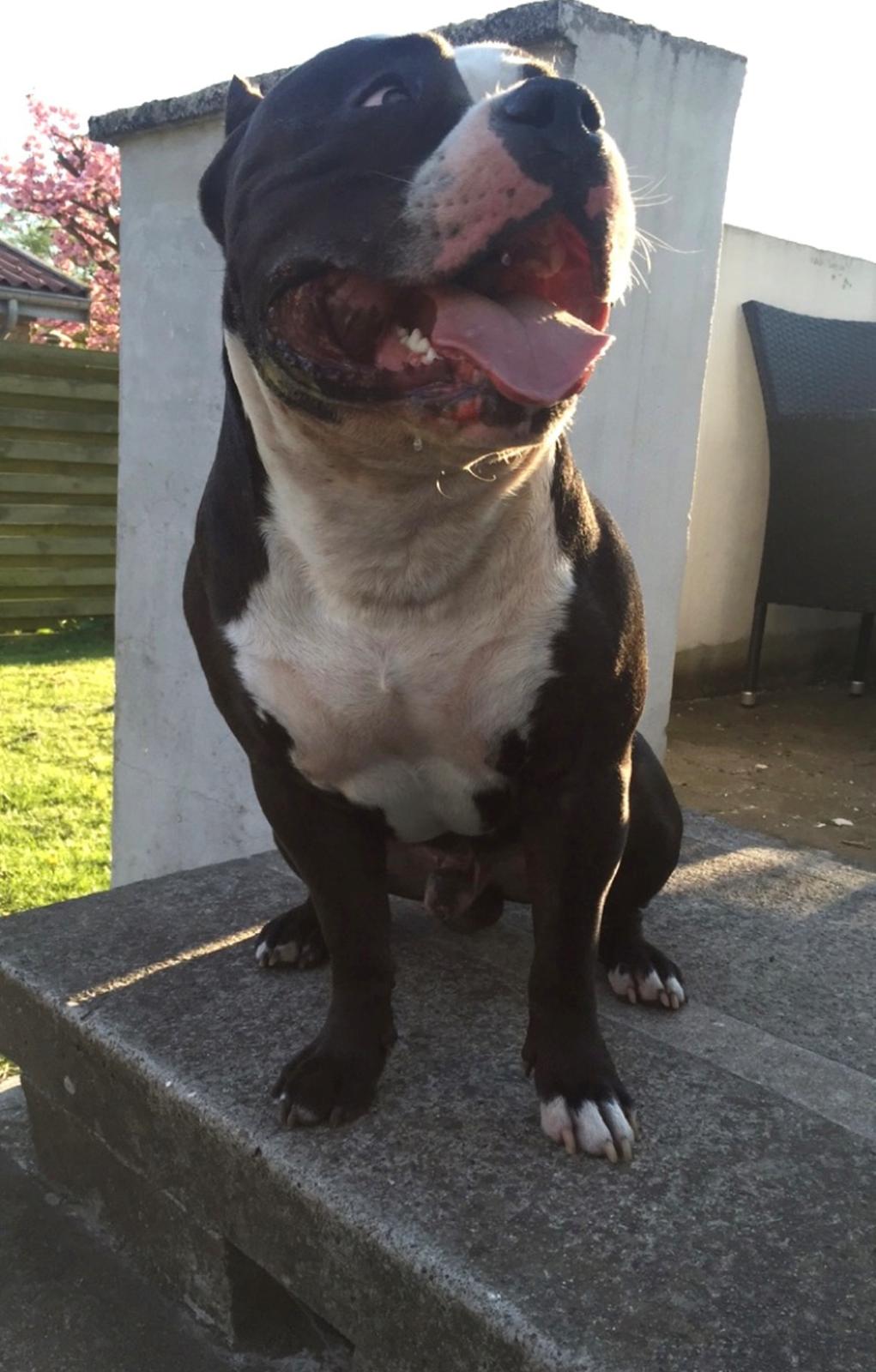 American Bully Hublot billede 19