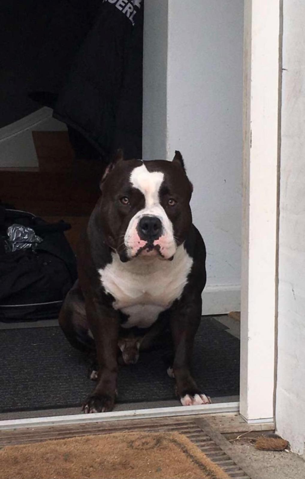 American Bully Hublot billede 20