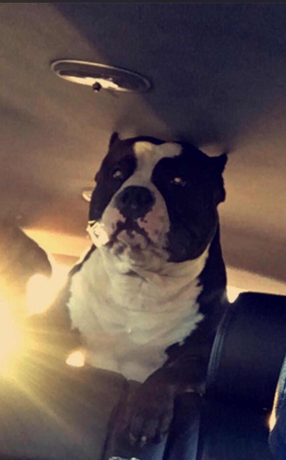 American Bully Hublot billede 21