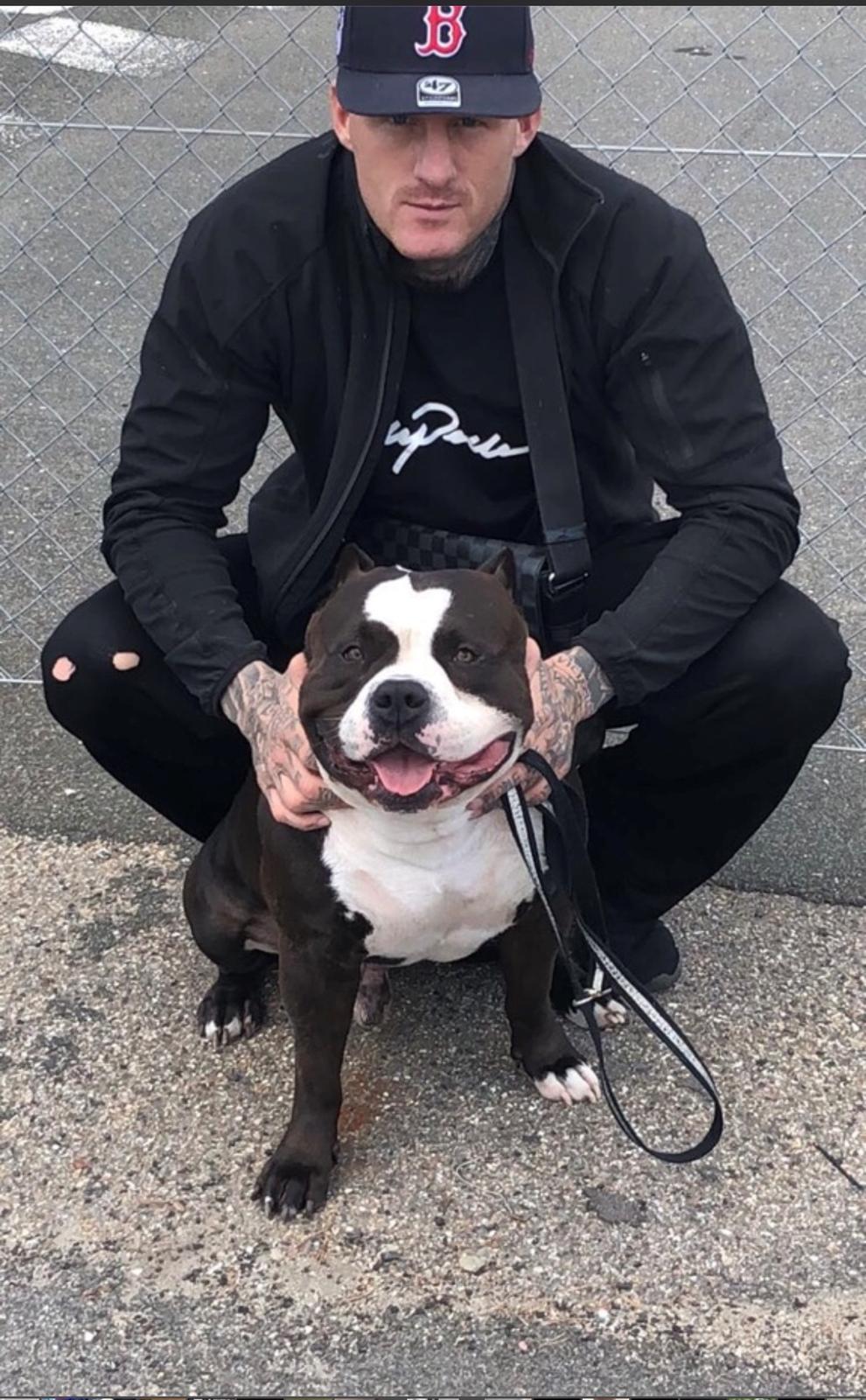 American Bully Hublot billede 22