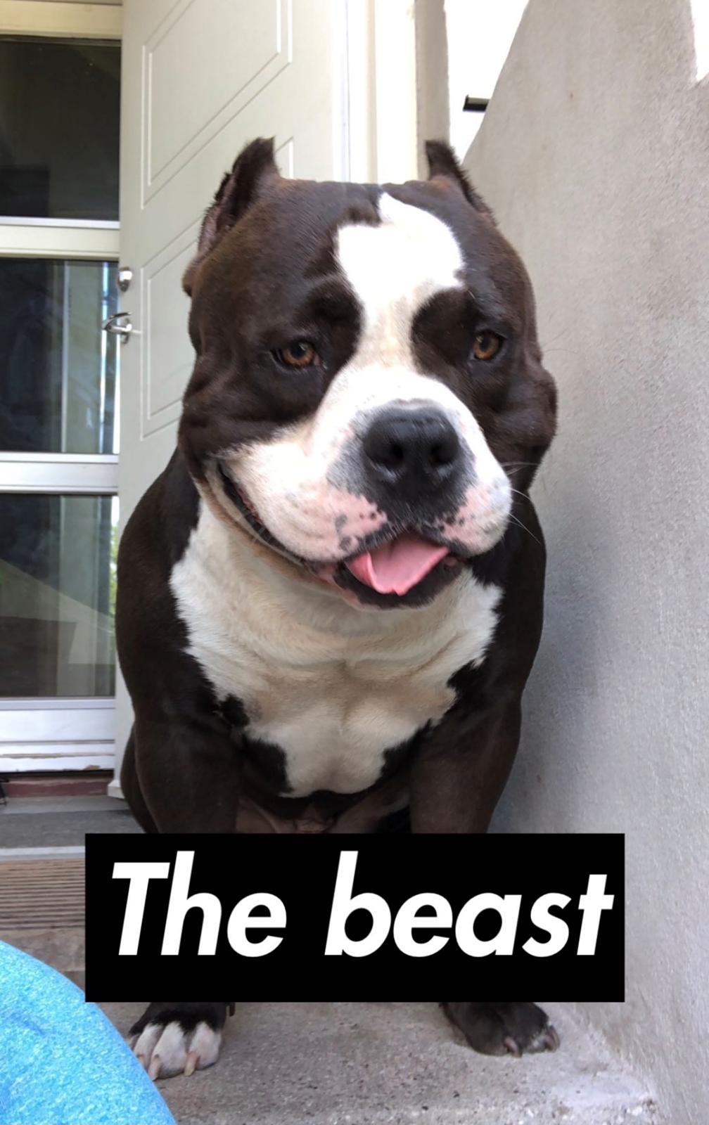 American Bully Hublot billede 24