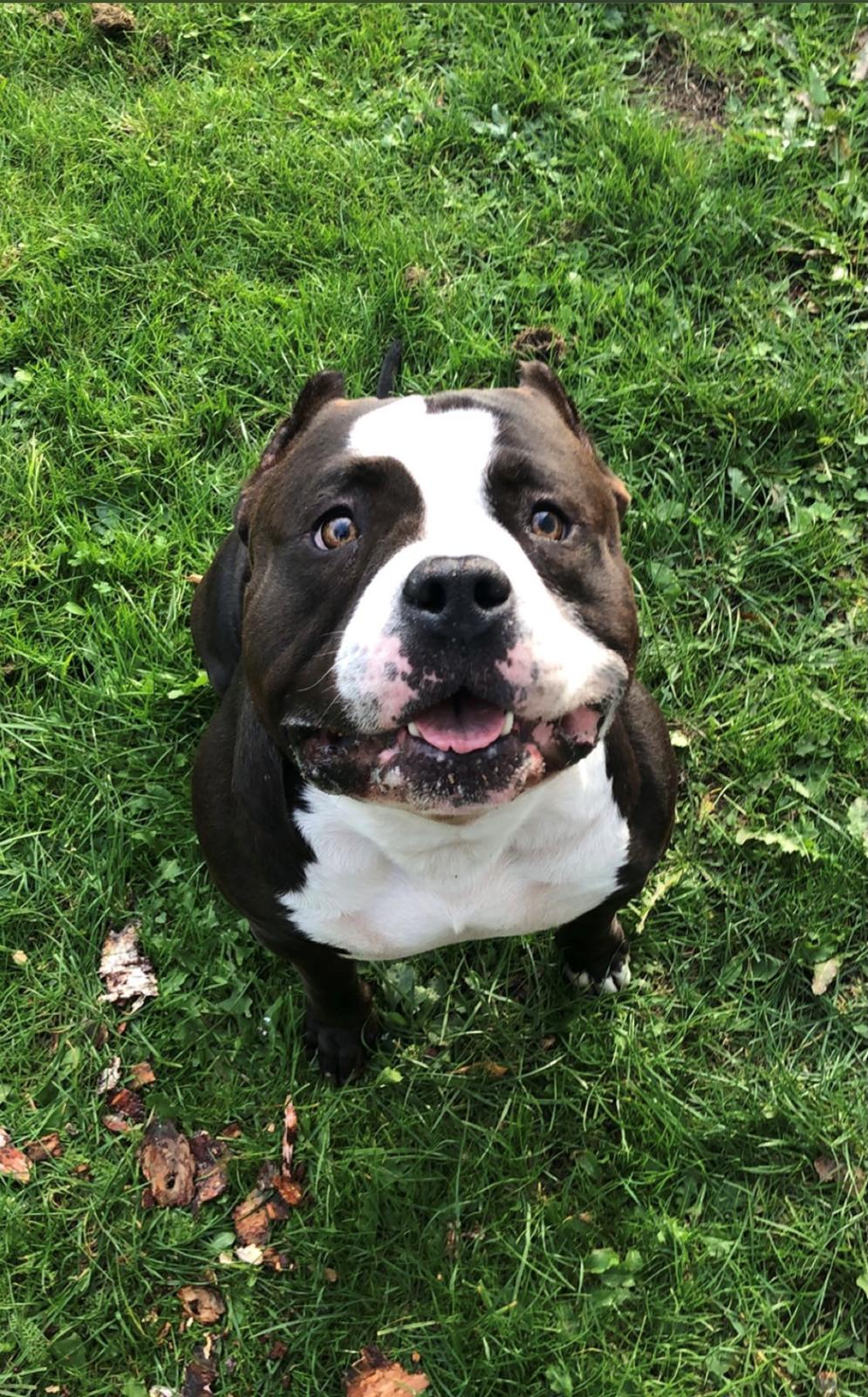 American Bully Hublot billede 23