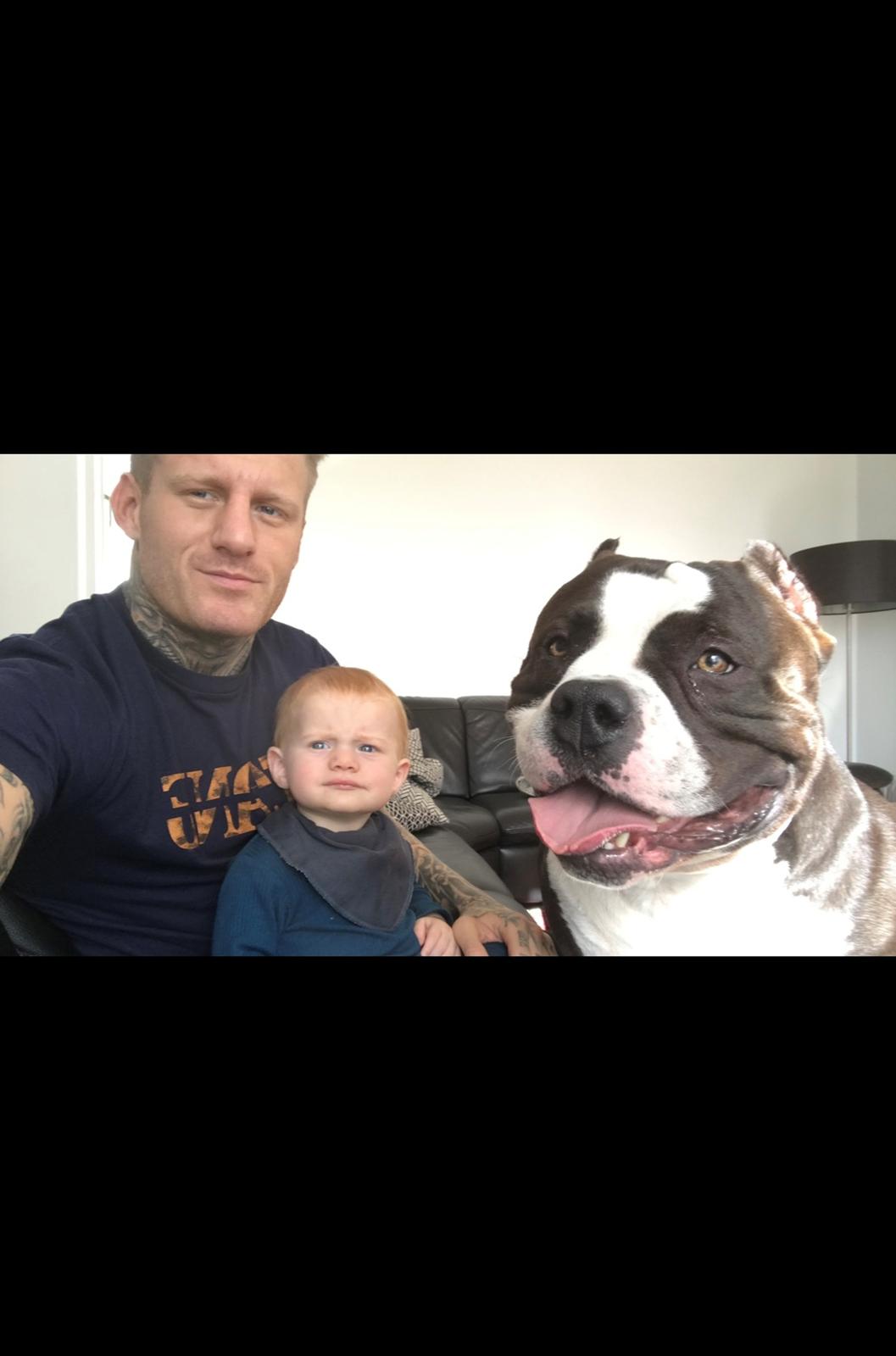 American Bully Hublot billede 25