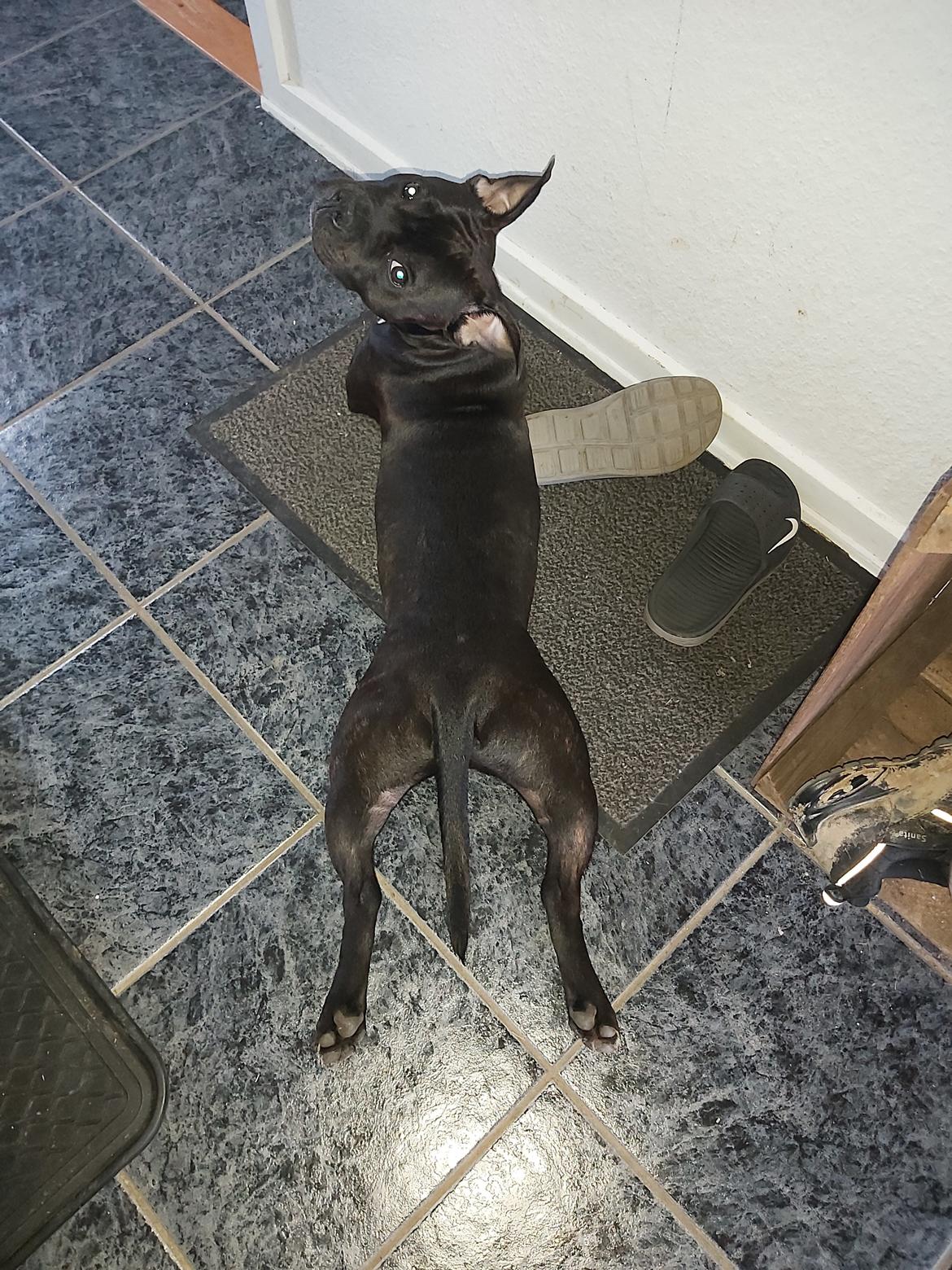 Staffordshire bull terrier Vom Hause Luna's Torben (Topper) billede 7