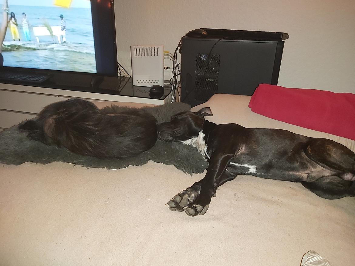 Staffordshire bull terrier Vom Hause Luna's Torben (Topper) billede 9