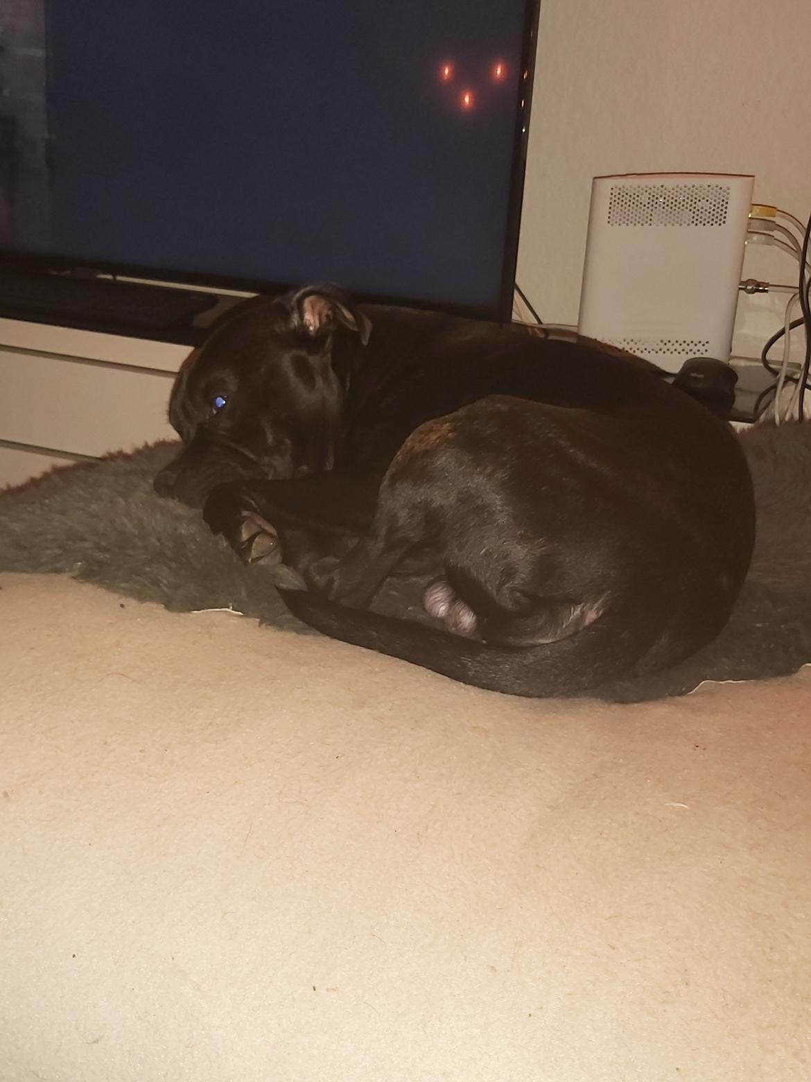 Staffordshire bull terrier Vom Hause Luna's Torben (Topper) billede 8