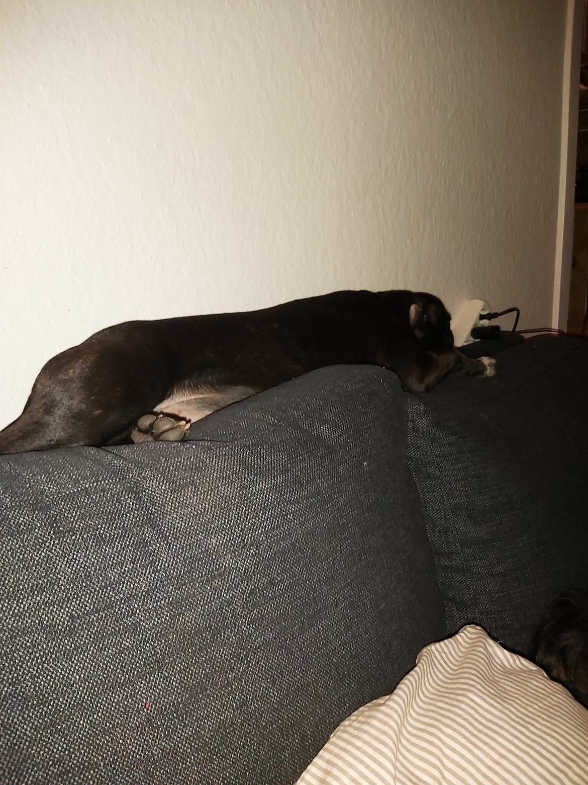 Staffordshire bull terrier Vom Hause Luna's Torben (Topper) billede 11