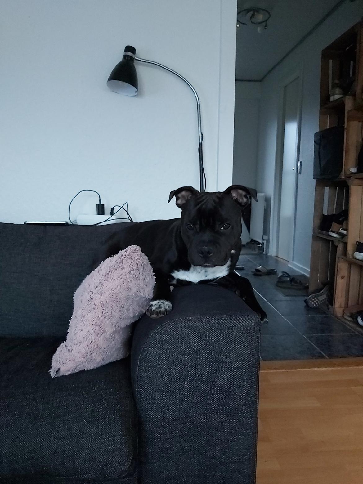 Staffordshire bull terrier Vom Hause Luna's Torben (Topper) billede 12