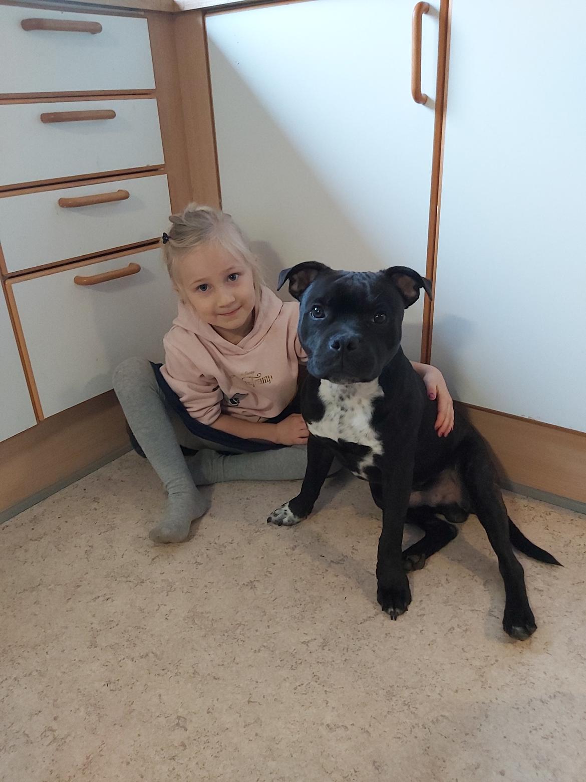 Staffordshire bull terrier Vom Hause Luna's Torben (Topper) billede 10