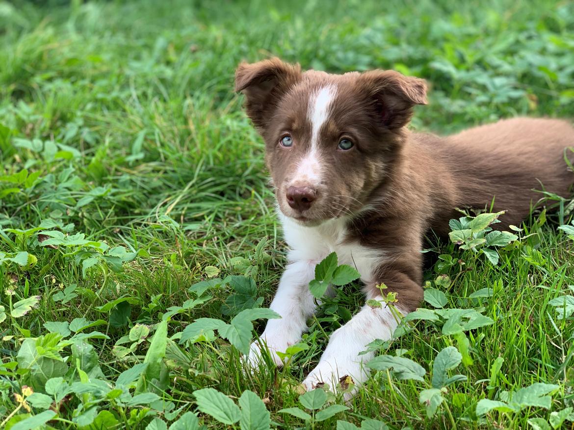 Border collie Tweed (Make it count Globetrotter) billede 8