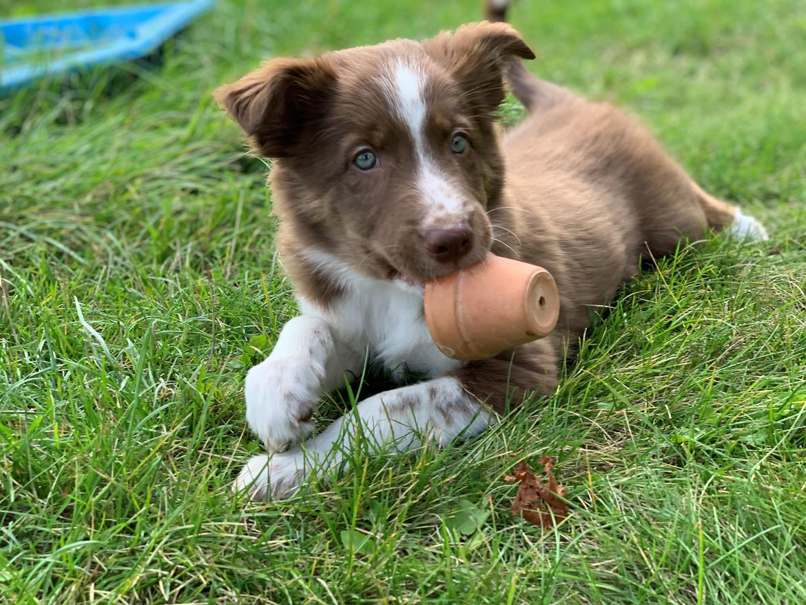 Border collie Tweed (Make it count Globetrotter) billede 2