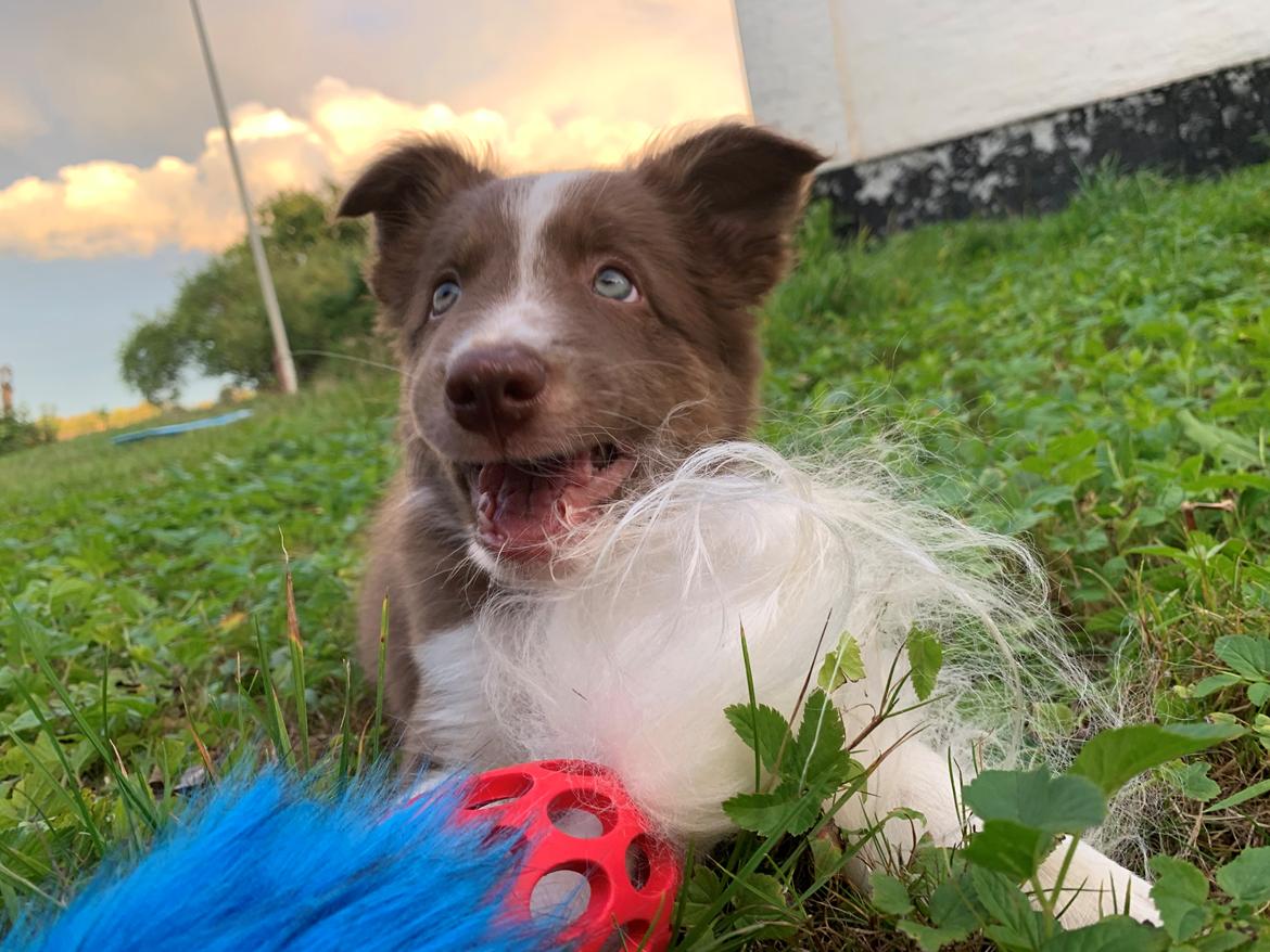 Border collie Tweed (Make it count Globetrotter) billede 1