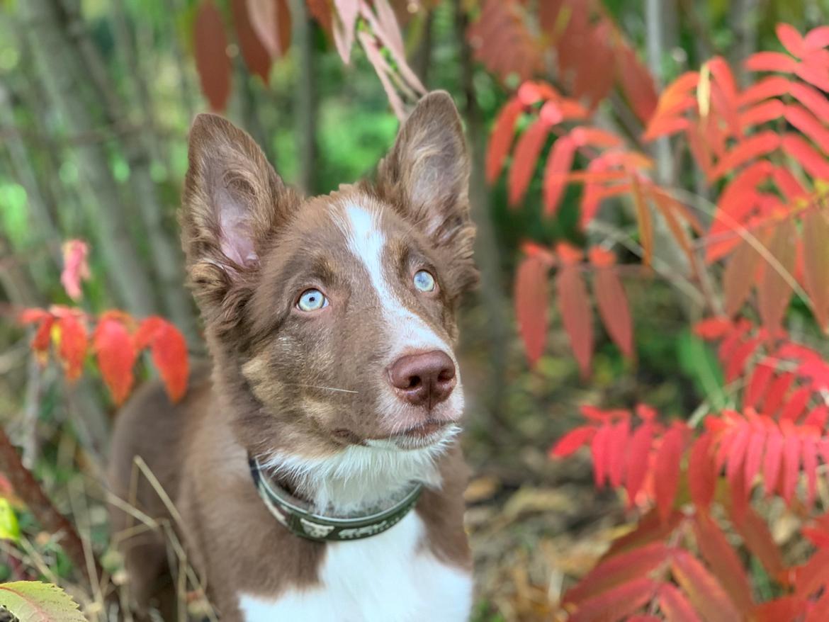 Border collie Tweed (Make it count Globetrotter) billede 5