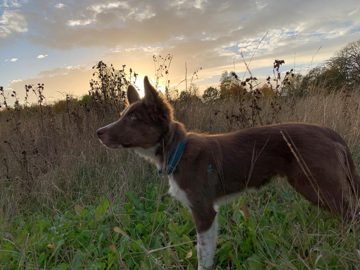 Border collie Tweed (Make it count Globetrotter) billede 6