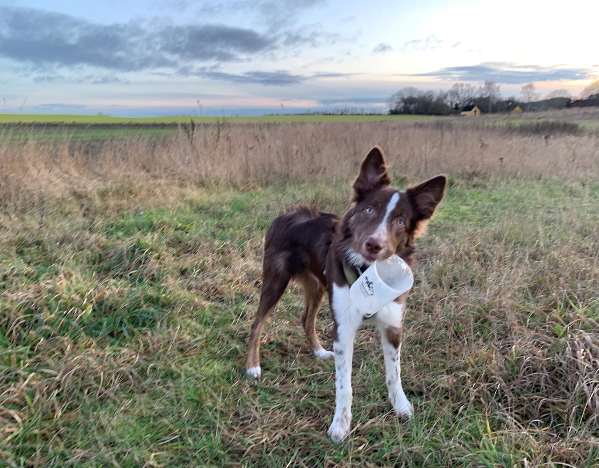 Border collie Tweed (Make it count Globetrotter) billede 10