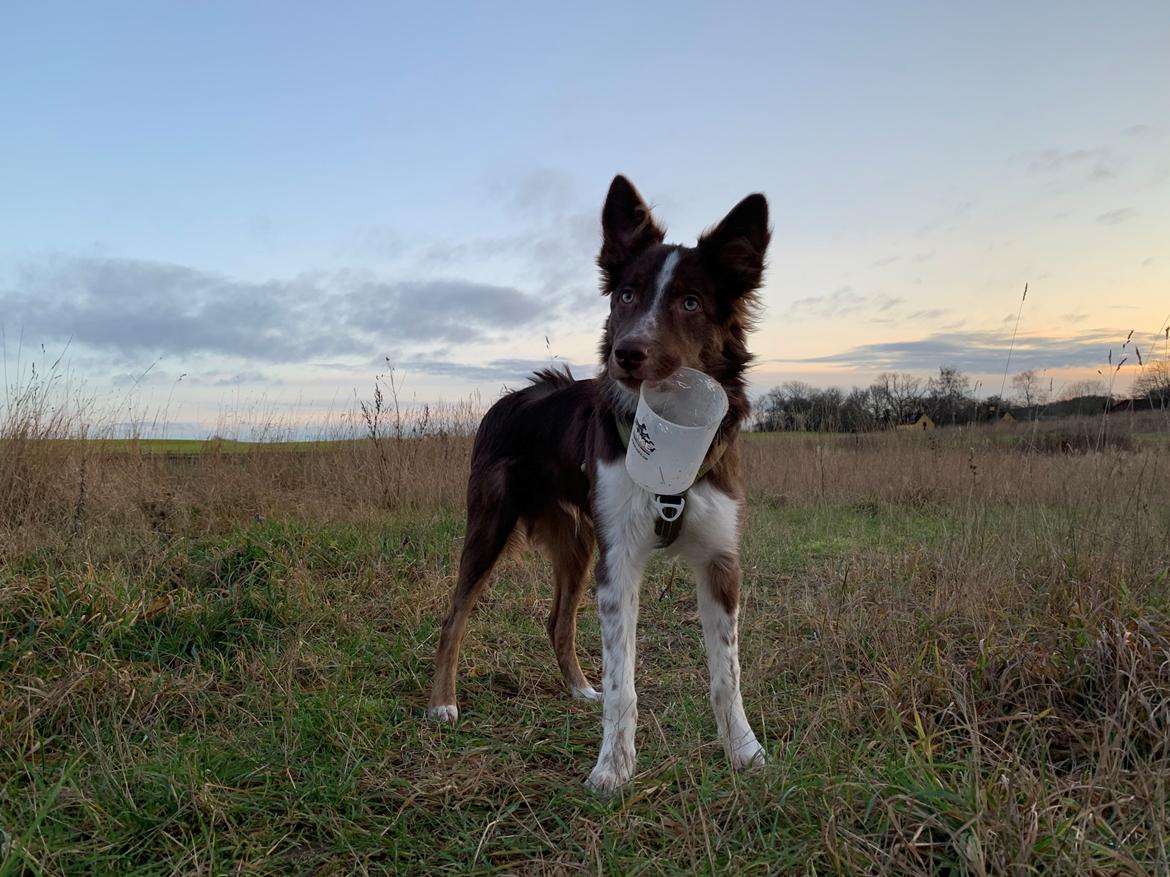 Border collie Tweed (Make it count Globetrotter) billede 11