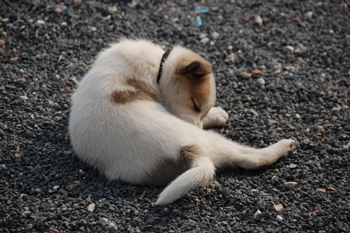 Norrbottenspids Spidsbjørnens Kenai billede 2