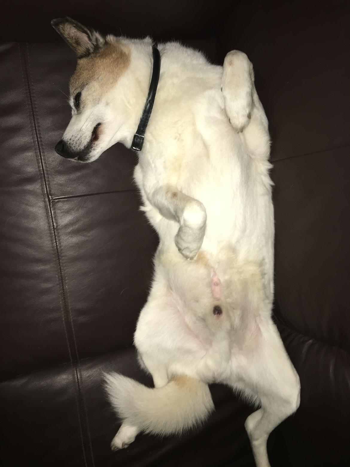 Norrbottenspids Spidsbjørnens Kenai billede 4