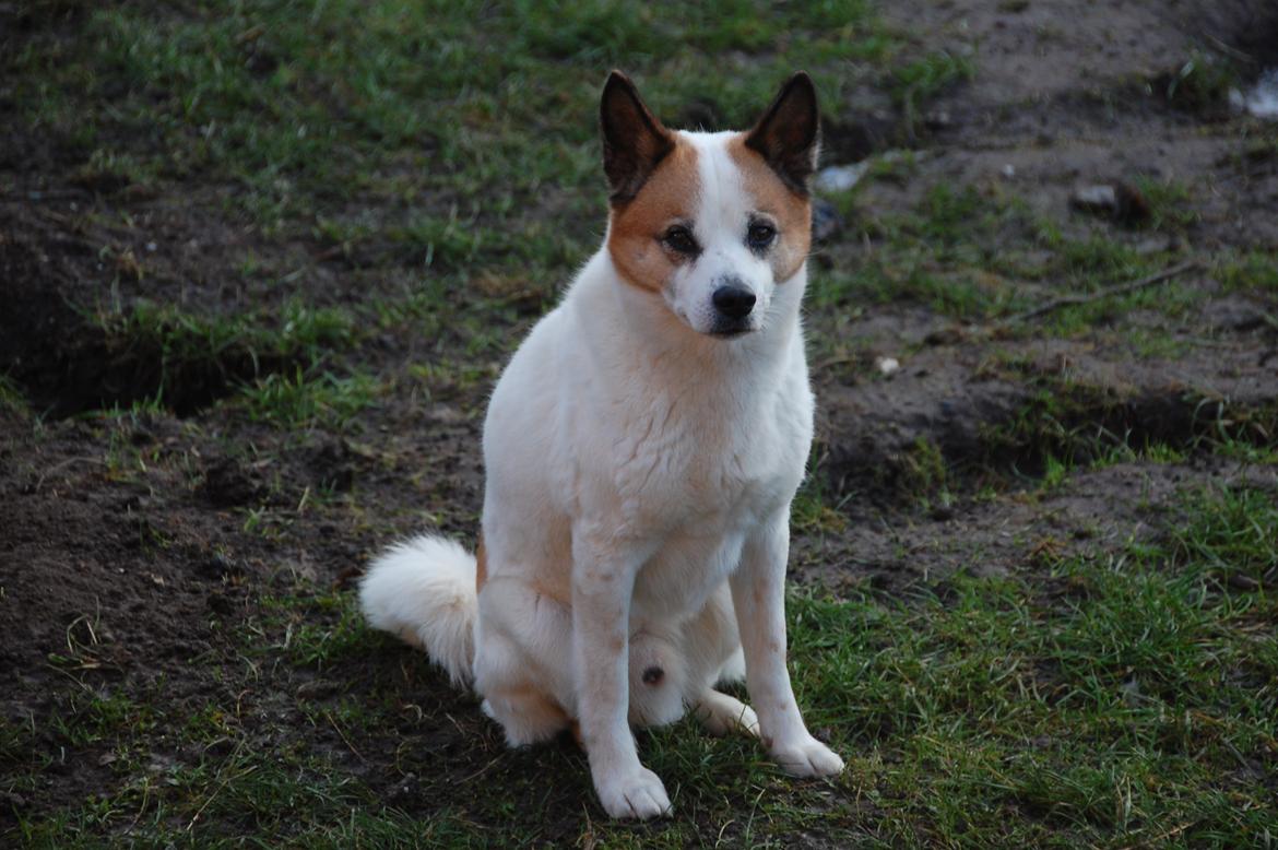 Norrbottenspids Spidsbjørnens Kenai billede 5