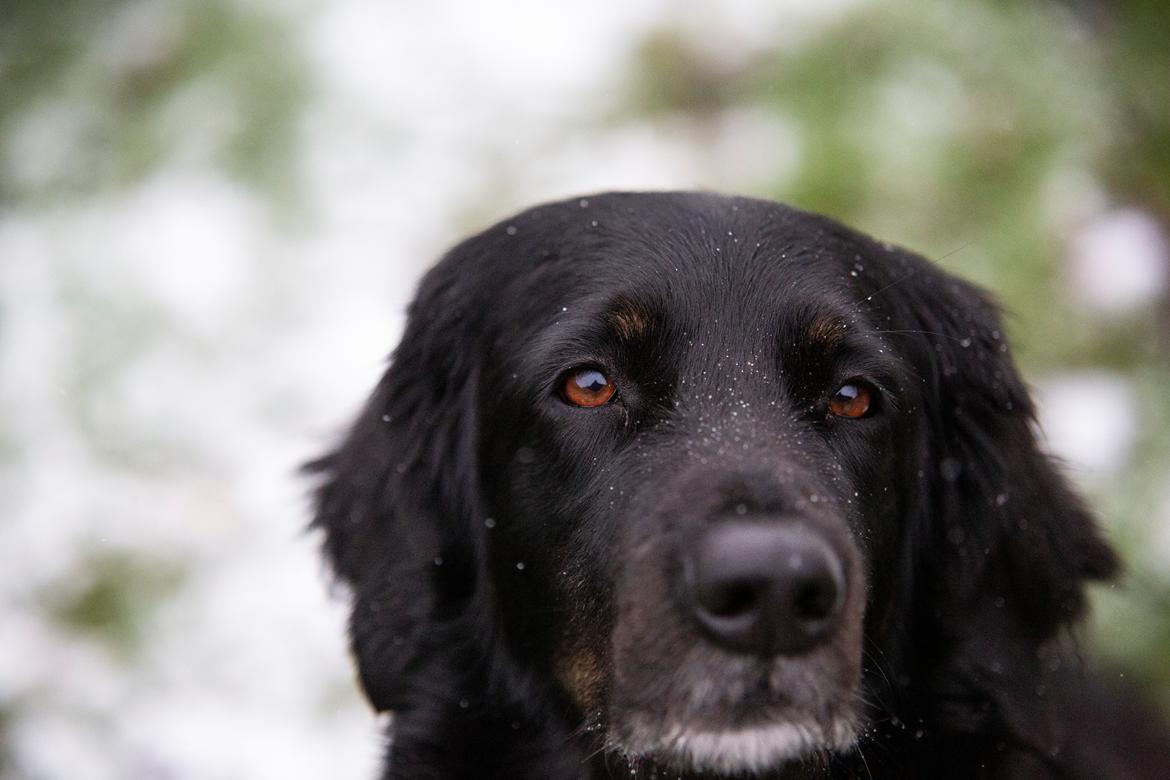 Hovawart Juno - 6 januar 2021 billede 3